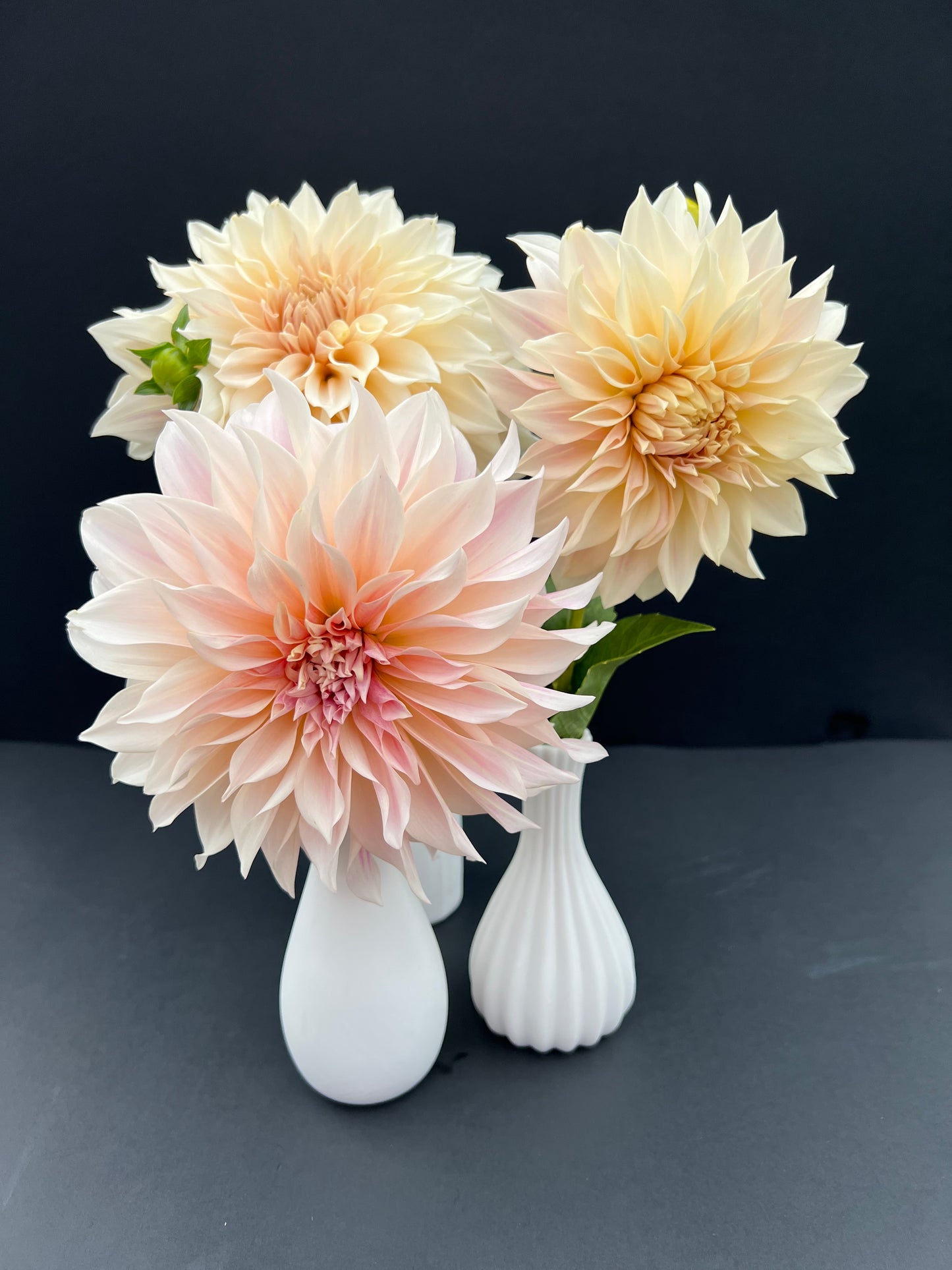 cafe au lait dahlia bloom with vibrant white-cream petals, grown from high-quality tubers for sale