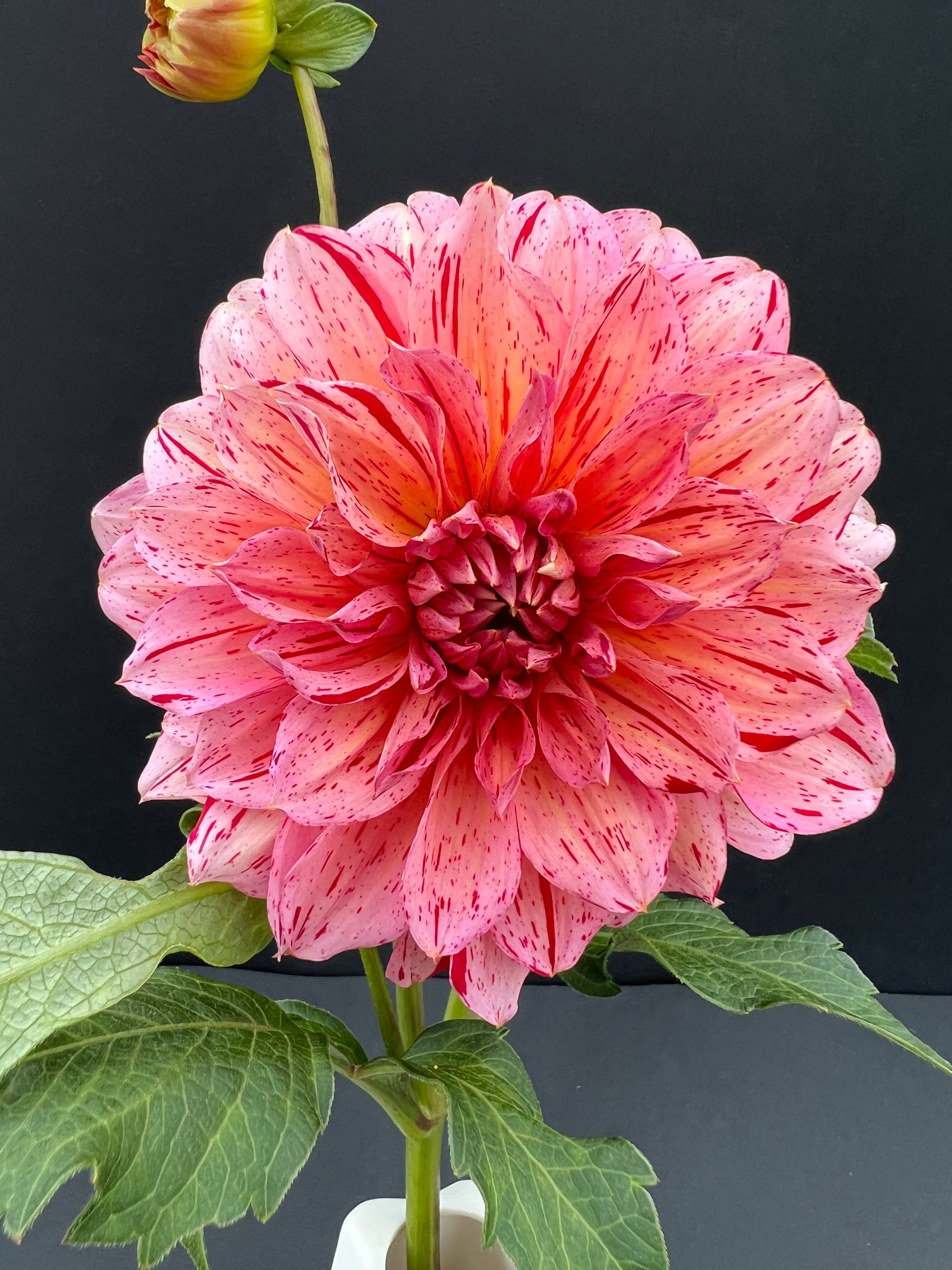 cakeman dahlia bloom with vibrant pink-dark pink petals, grown from high-quality tubers for sale