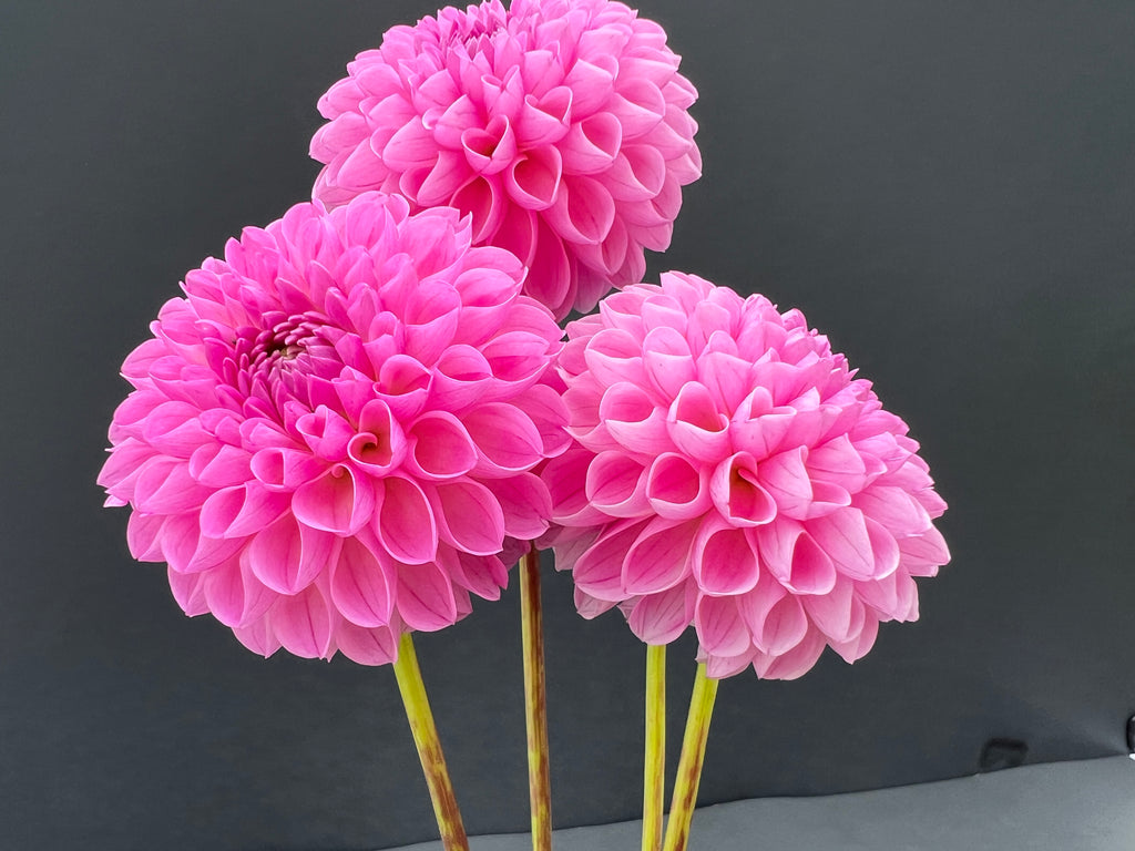 camano love dahlia bloom with vibrant pink-purple petals, grown from high-quality tubers for sale