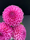camano love dahlia bloom with vibrant pink-purple petals, grown from high-quality tubers for sale