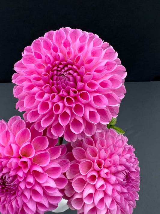 camano love dahlia bloom with vibrant pink-purple petals, grown from high-quality tubers for sale