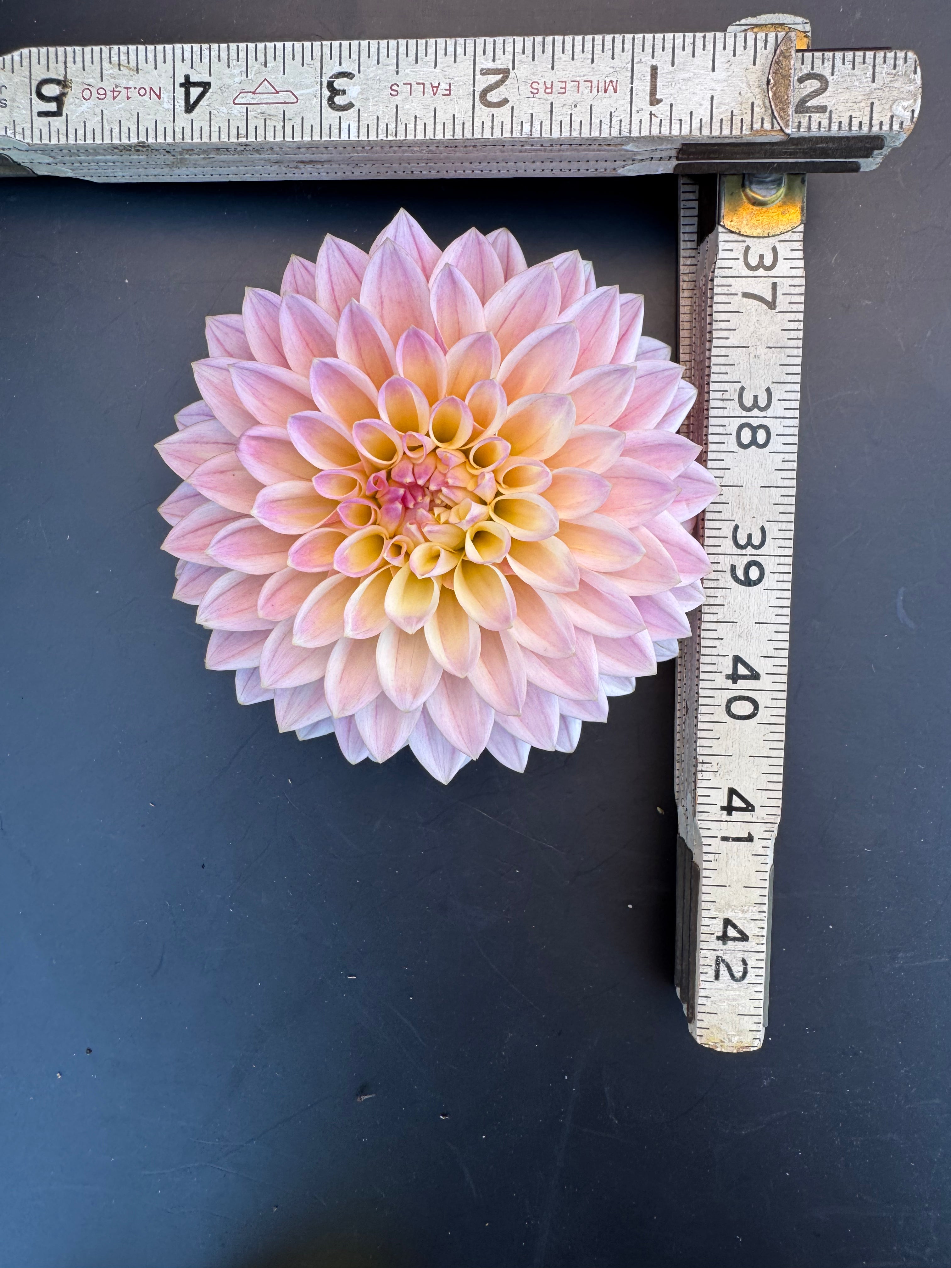 Castle Drive - Dahlia