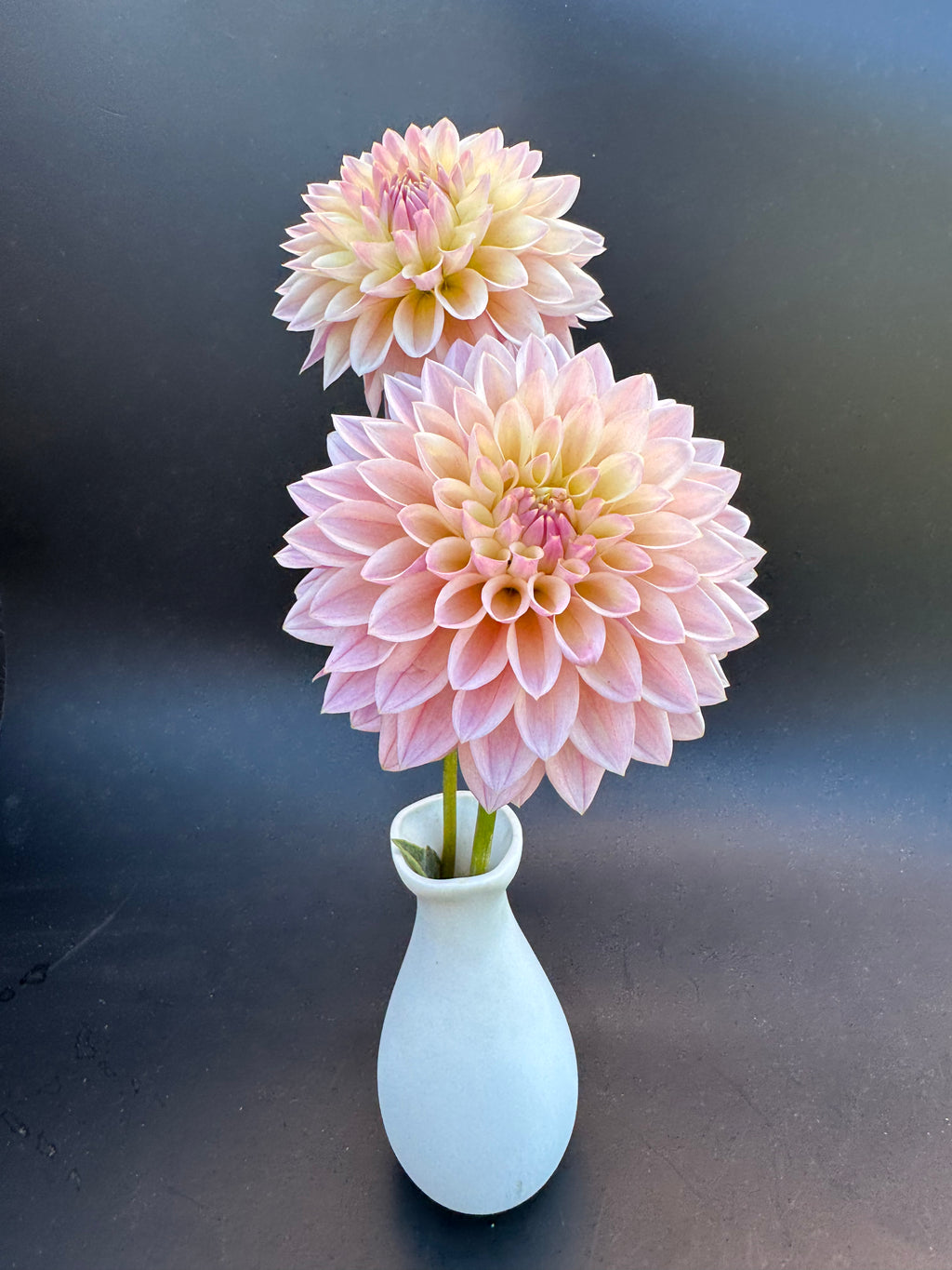 Castle Drive - Dahlia