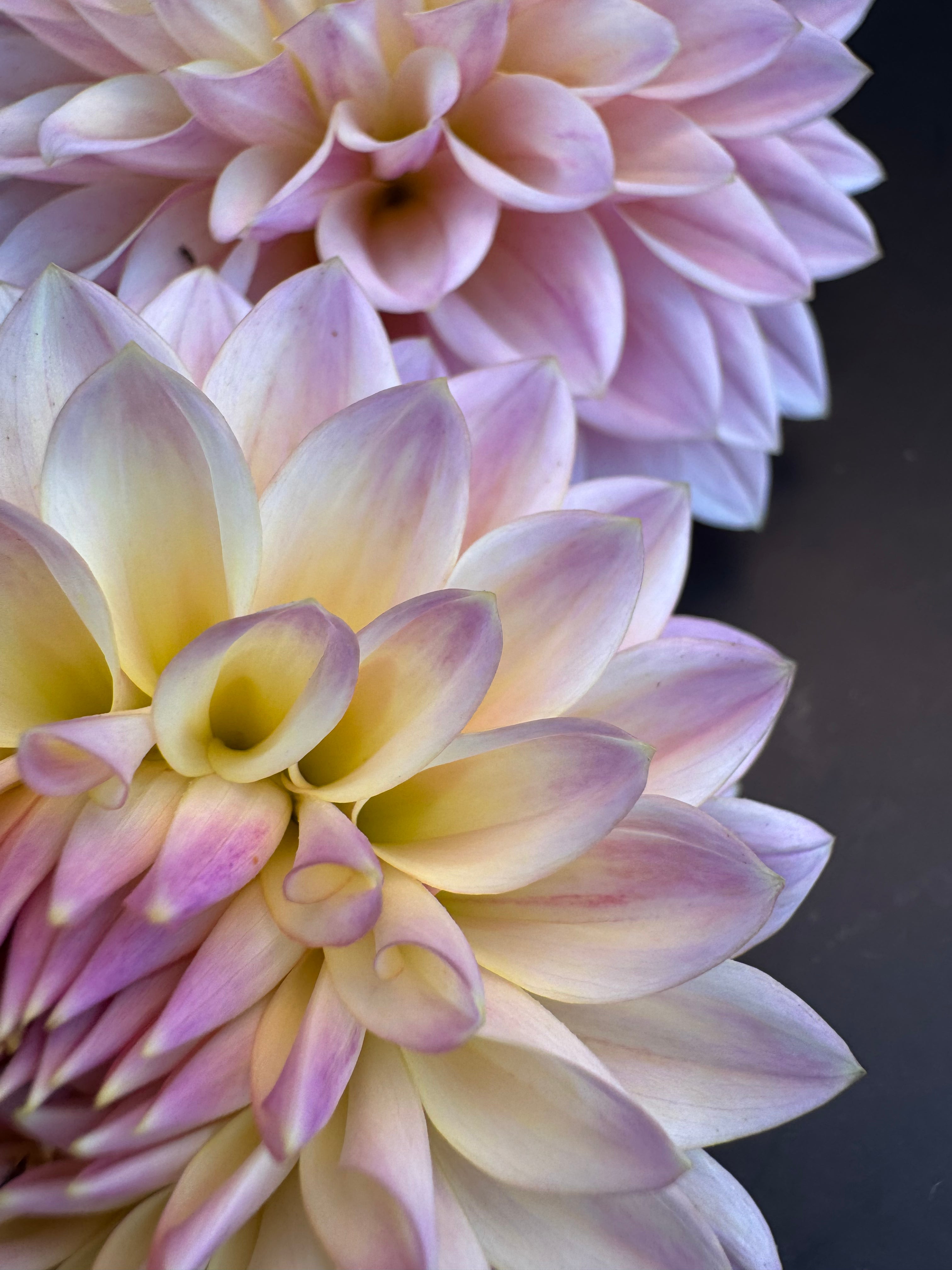 Castle Drive - Dahlia