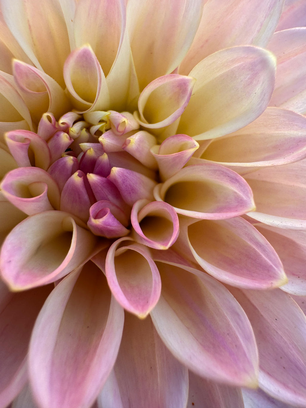 Castle Drive - Dahlia