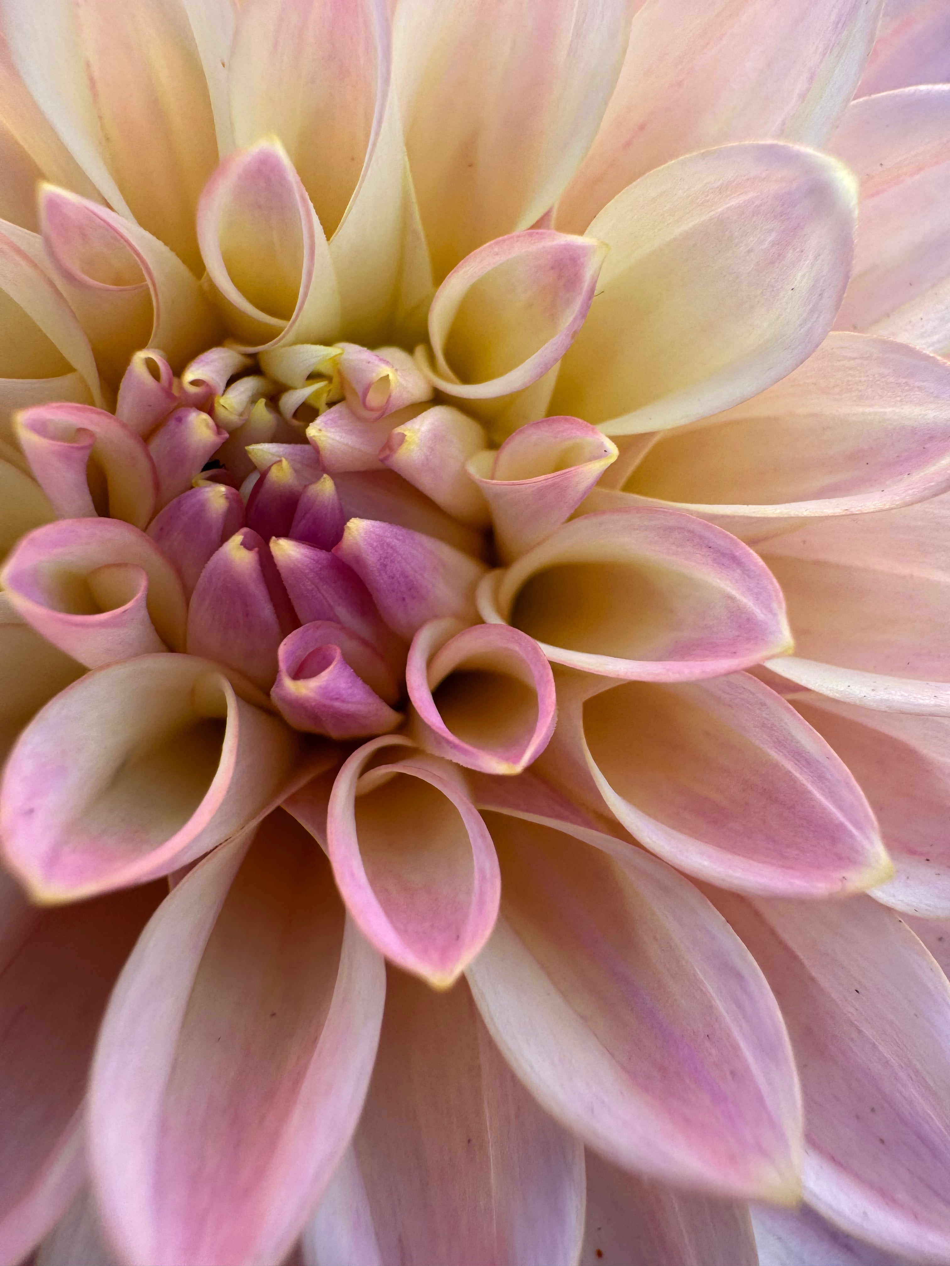 Castle Drive - Dahlia