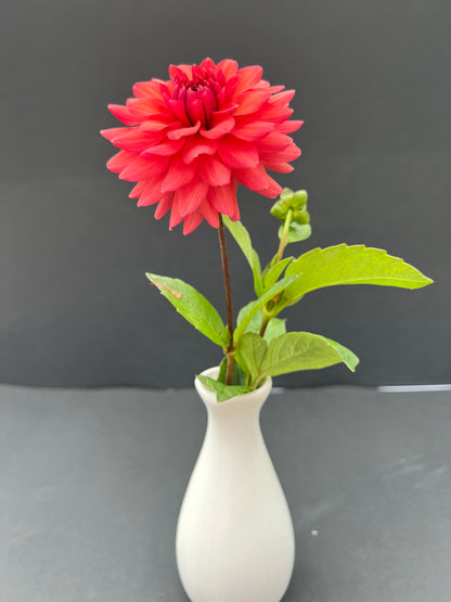 cheers dahlia bloom with vibrant pink petals, grown from high-quality tubers for sale