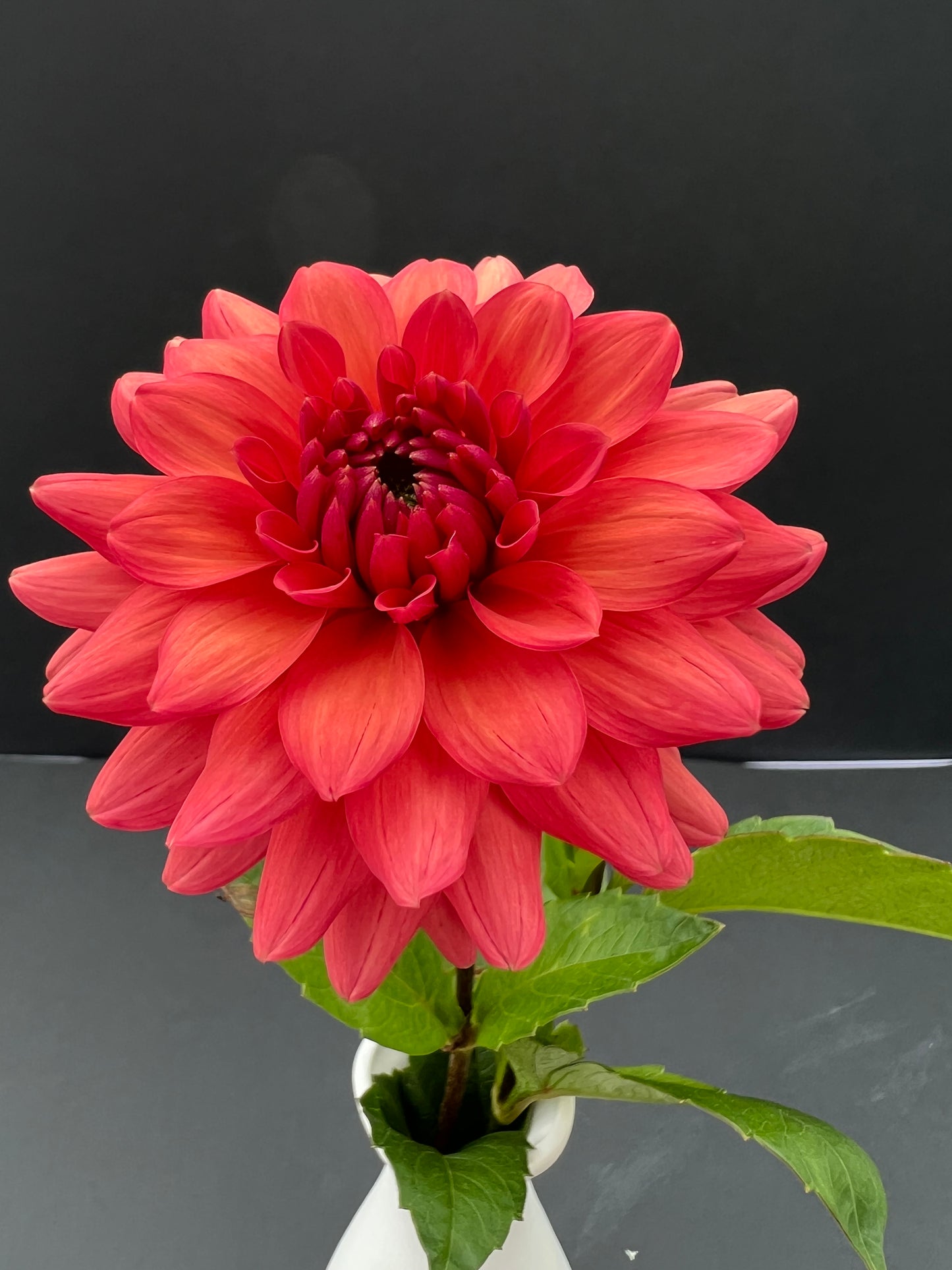 cheers dahlia bloom with vibrant pink petals, grown from high-quality tubers for sale