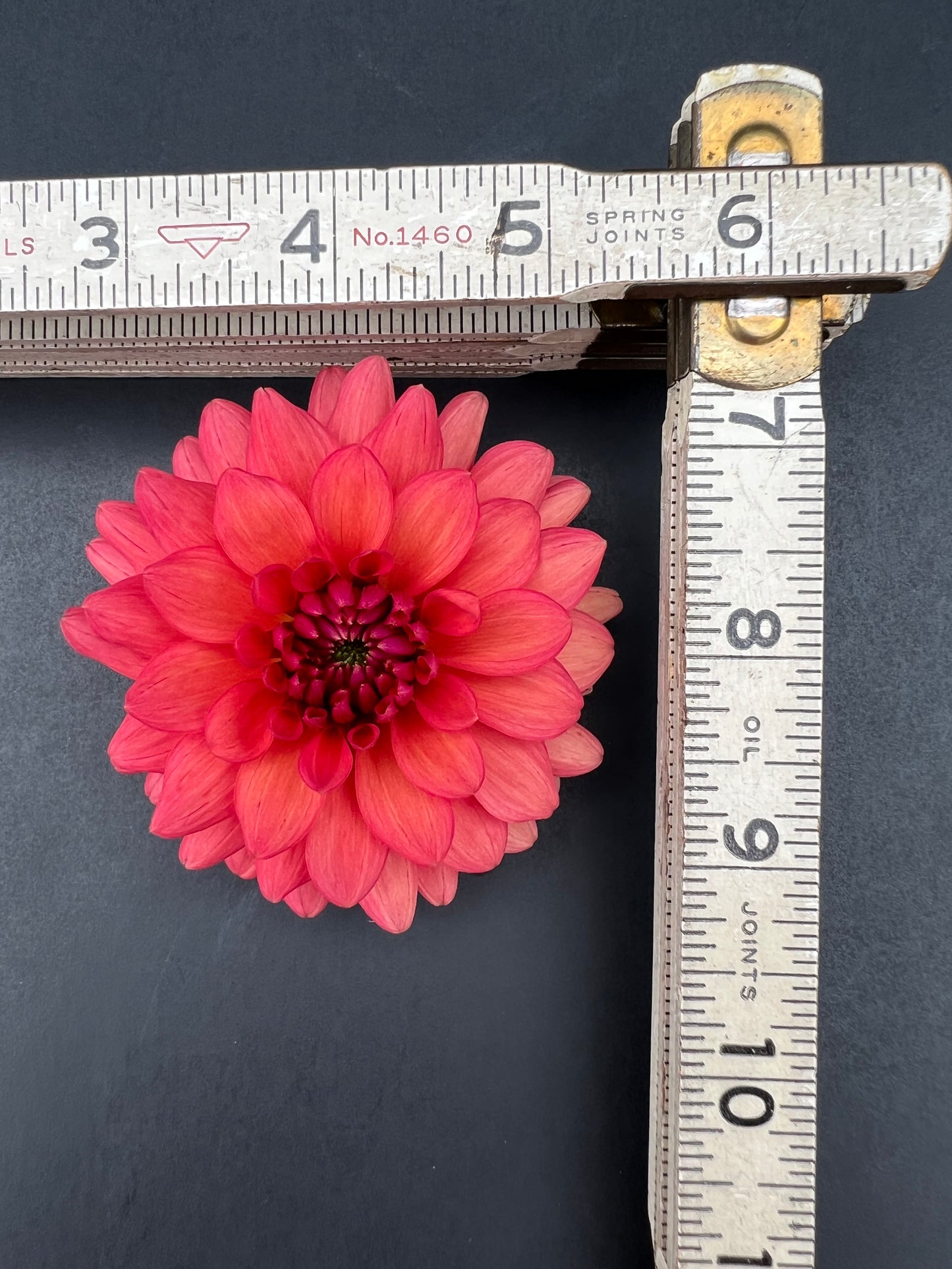 cheers dahlia bloom with vibrant pink petals, grown from high-quality tubers for sale