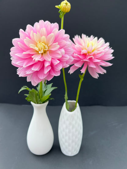 chilsons pride dahlia bloom with vibrant pink petals, grown from high-quality tubers for sale