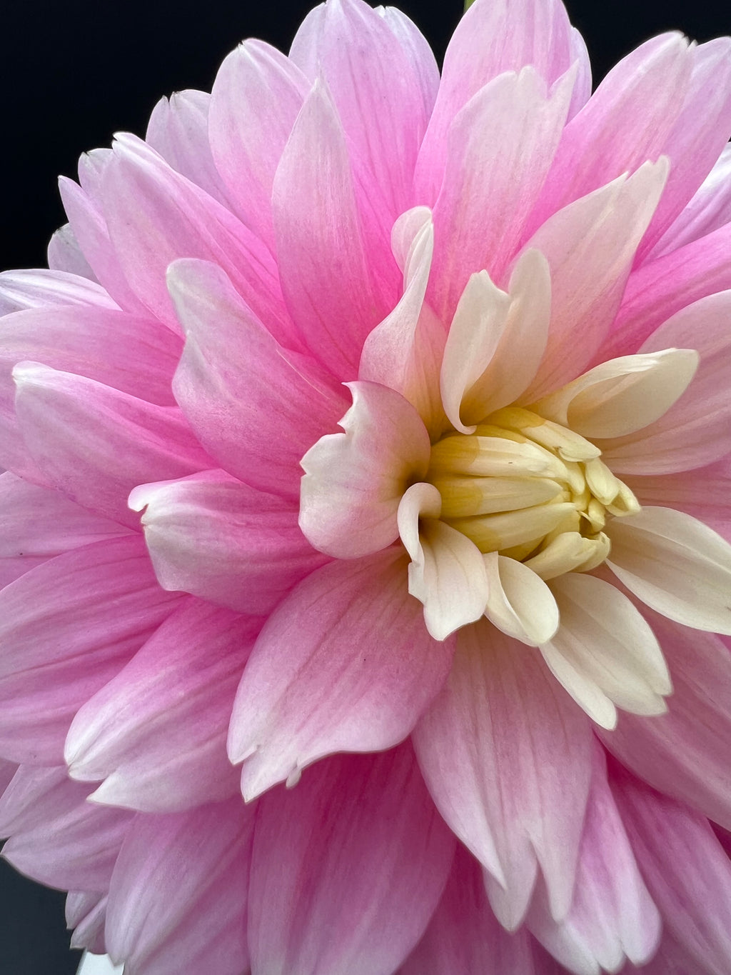 chilsons pride dahlia bloom with vibrant pink petals, grown from high-quality tubers for sale