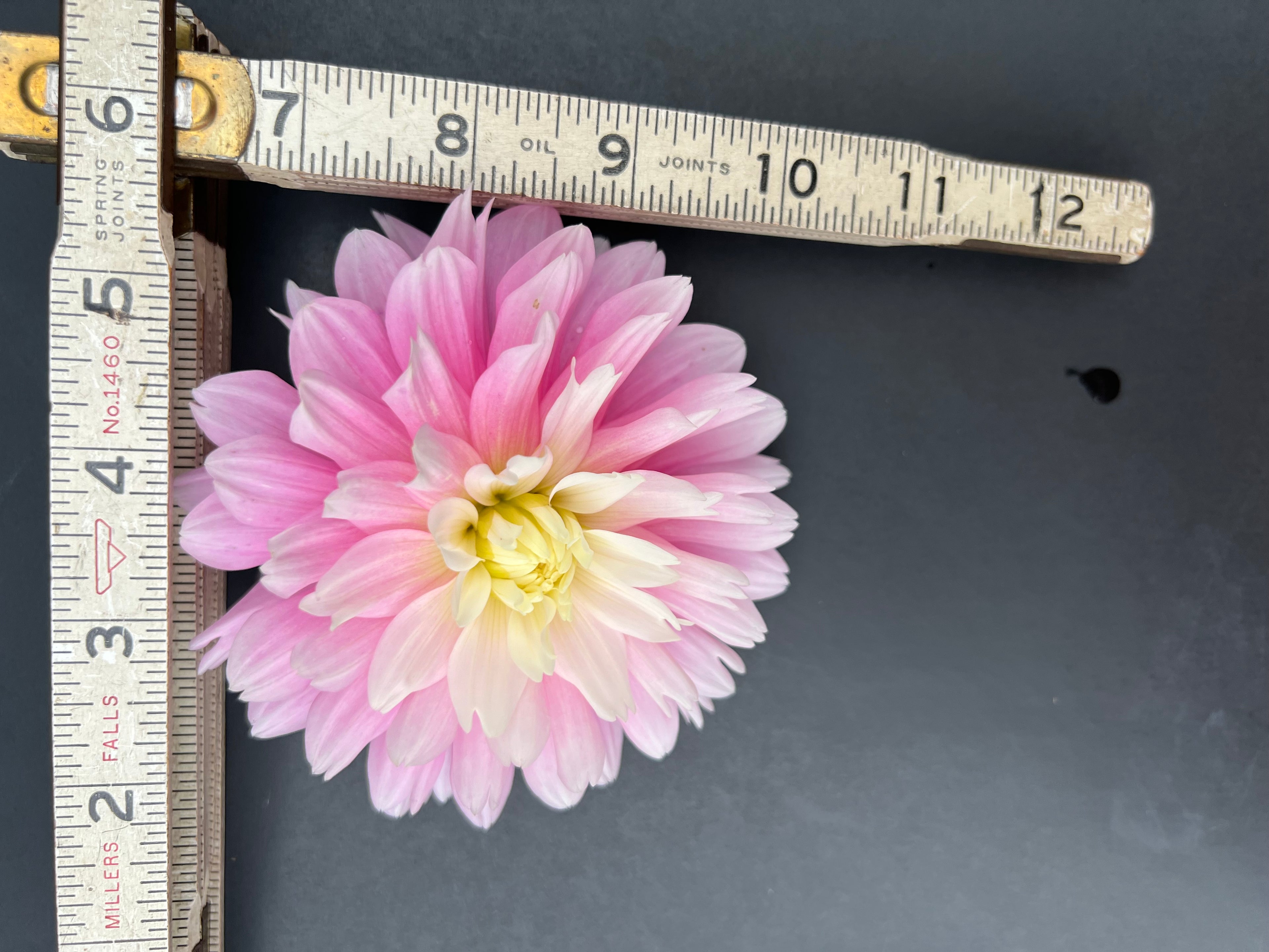 chilsons pride dahlia bloom with vibrant pink petals, grown from high-quality tubers for sale