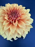 Clyde's Choice - Dahlia