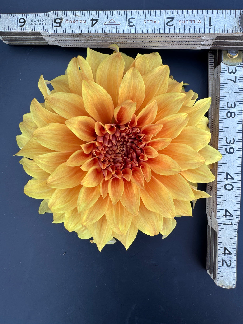 Clyde's Choice - Dahlia