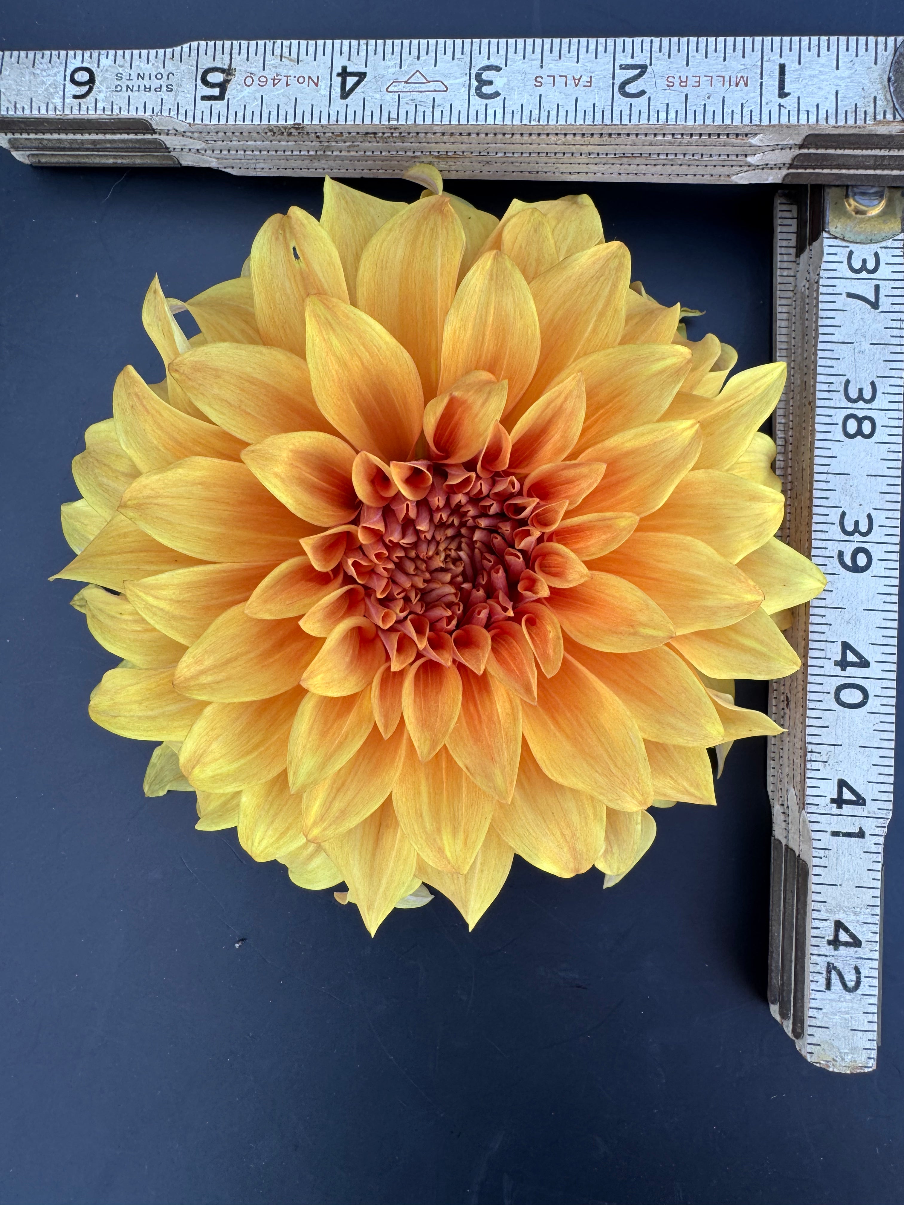 Clyde's Choice - Dahlia