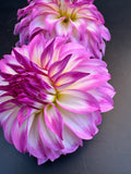 Colorado Classic - Dahlia