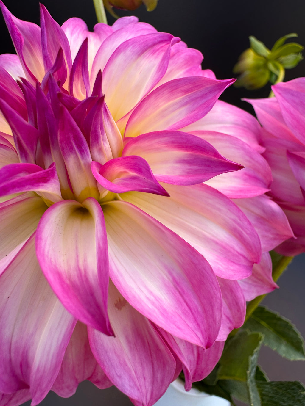Colorado Classic - Dahlia