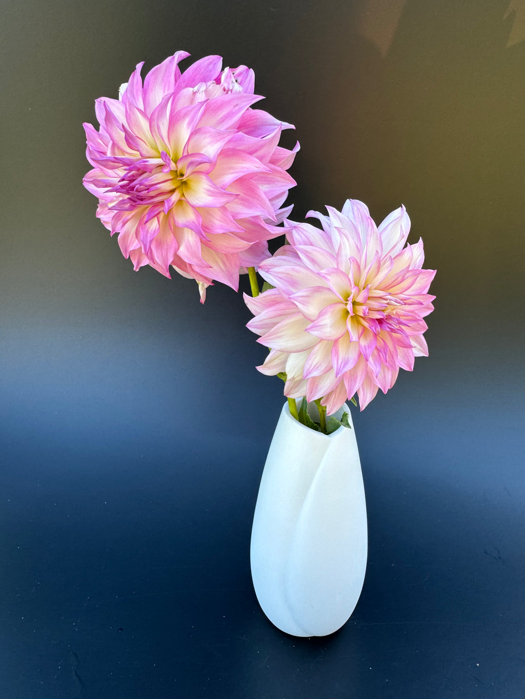 Colorado Classic - Dahlia