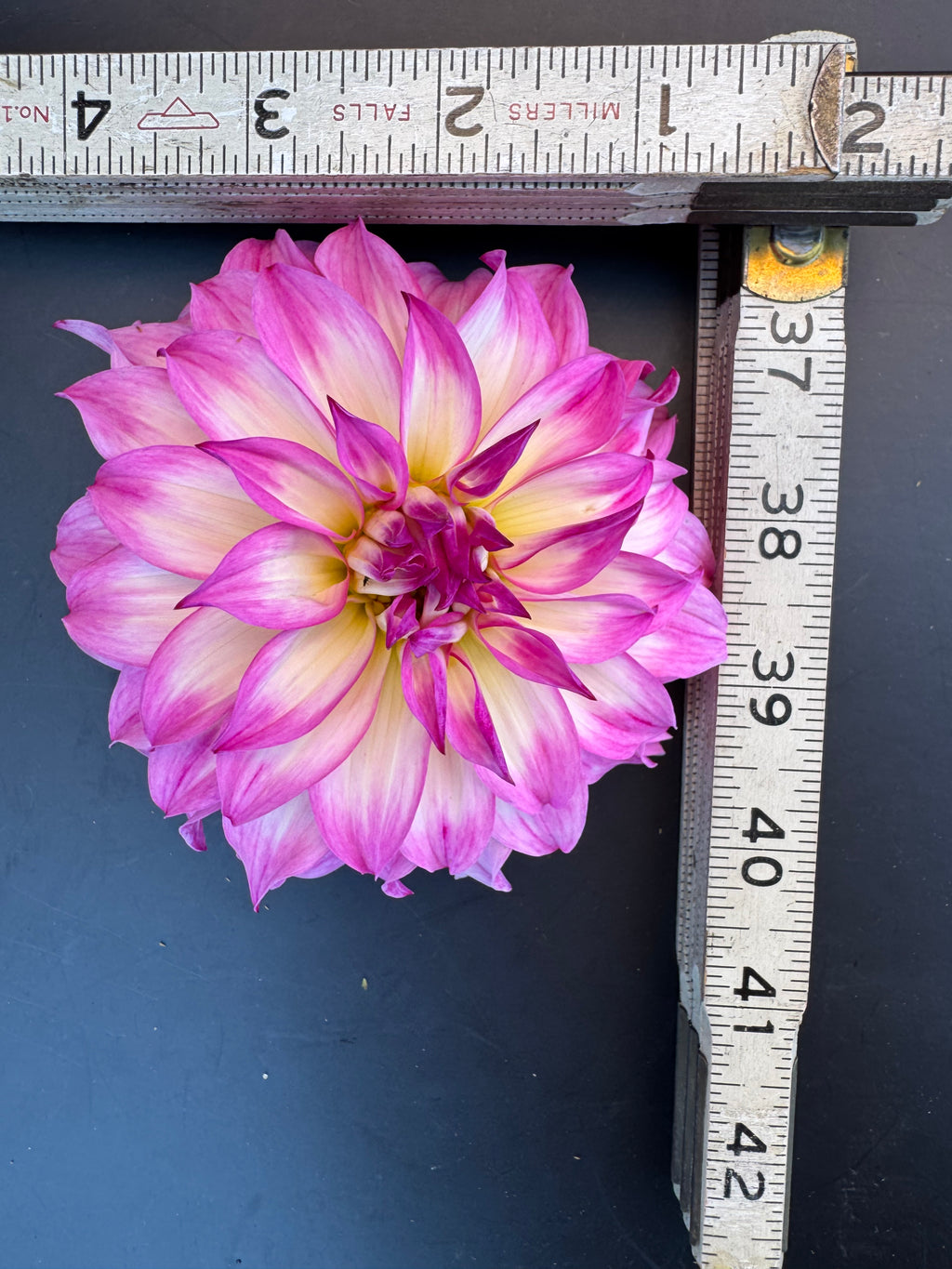 Colorado Classic - Dahlia