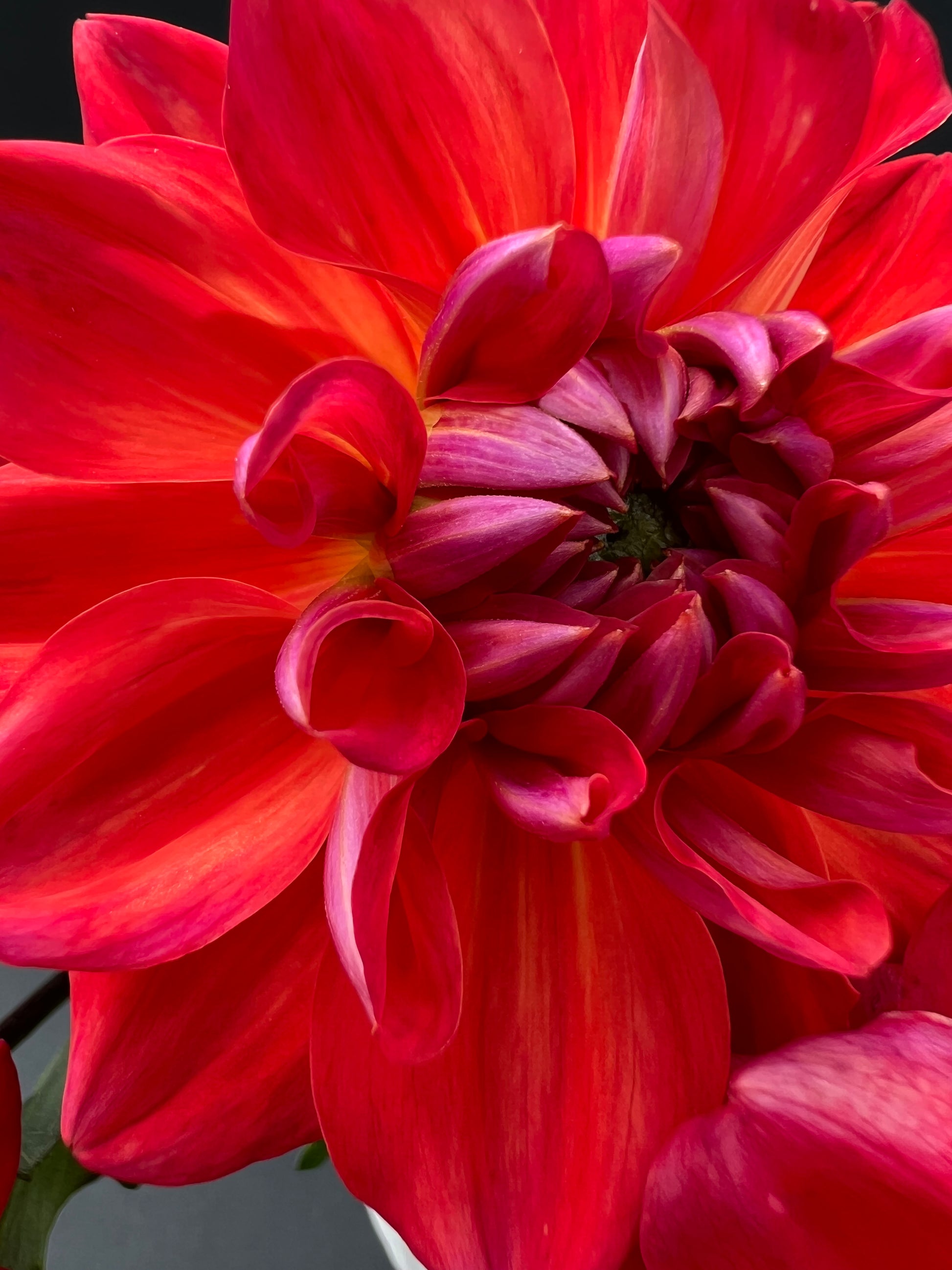 cooper blaine dahlia bloom with vibrant red petals, grown from high-quality tubers for sale