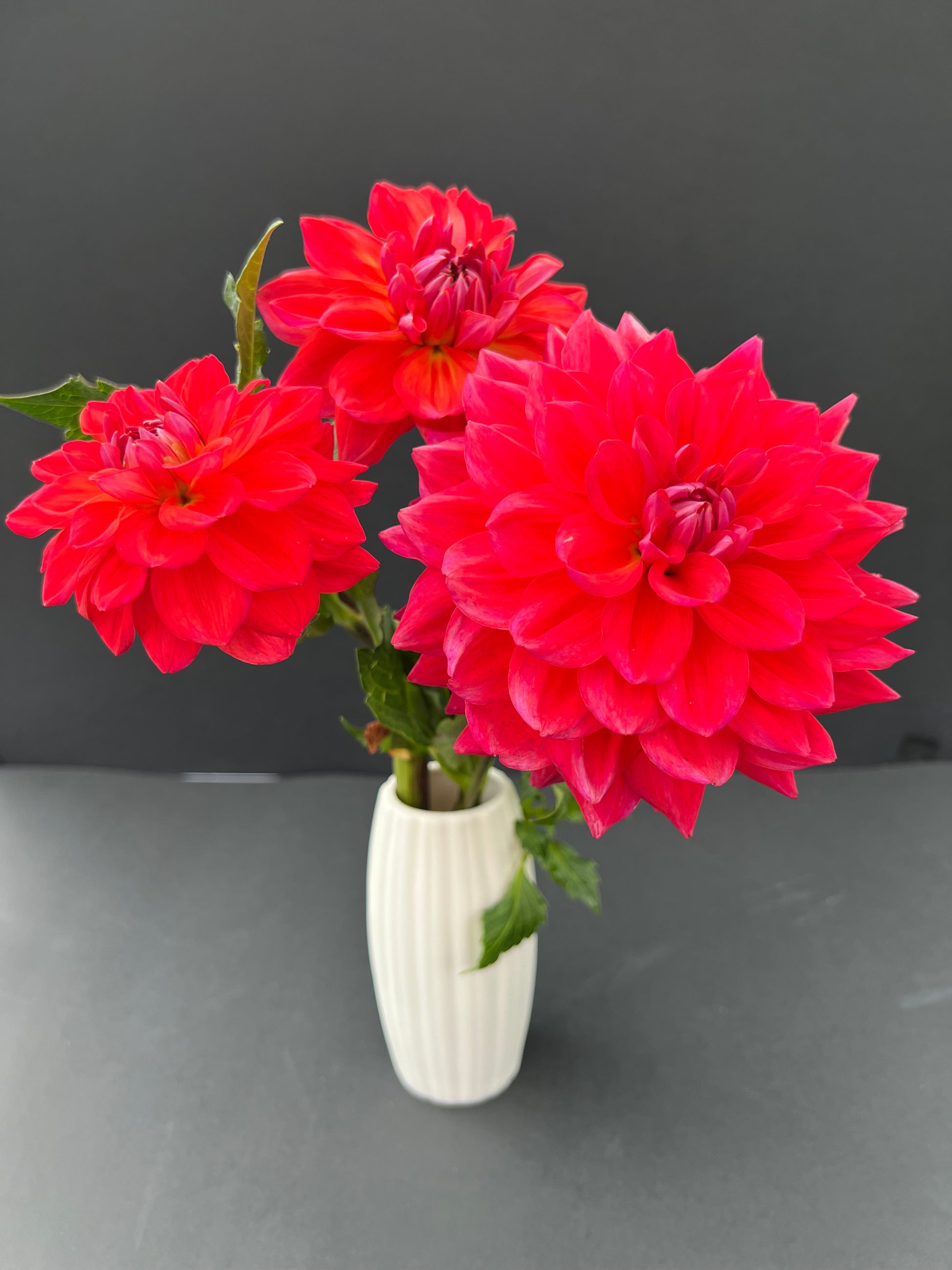 cooper blaine dahlia bloom with vibrant red petals, grown from high-quality tubers for sale