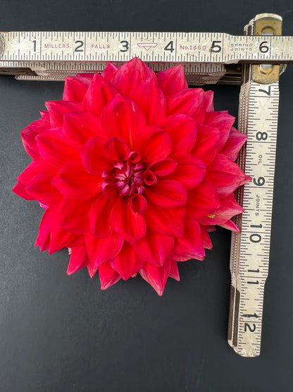 cooper blaine dahlia bloom with vibrant red petals, grown from high-quality tubers for sale