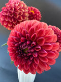 Copper Boy - Dahlia