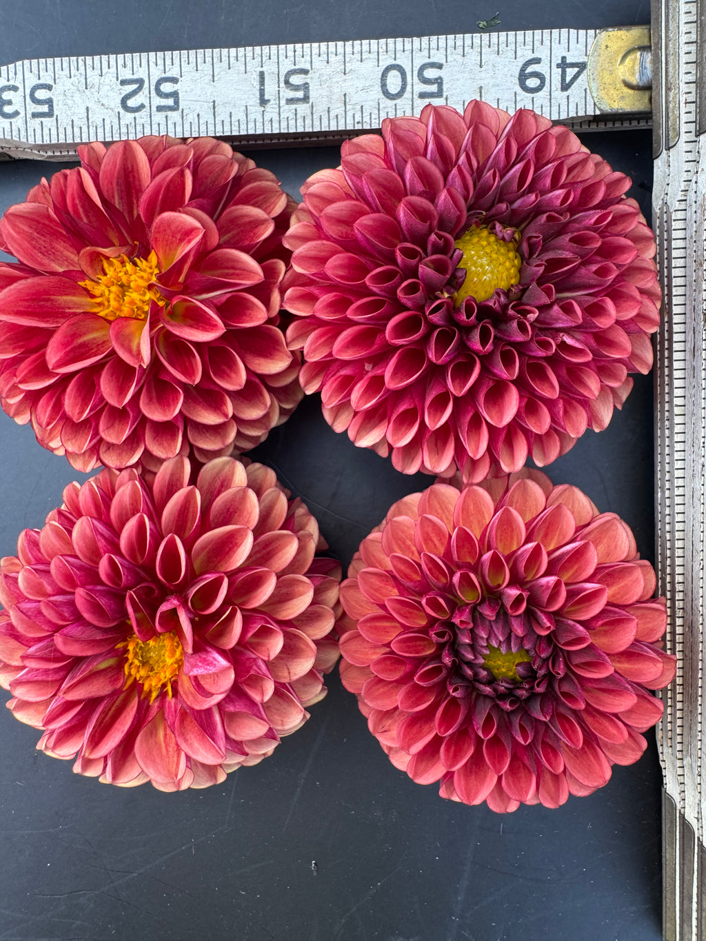 Copper Boy - Dahlia