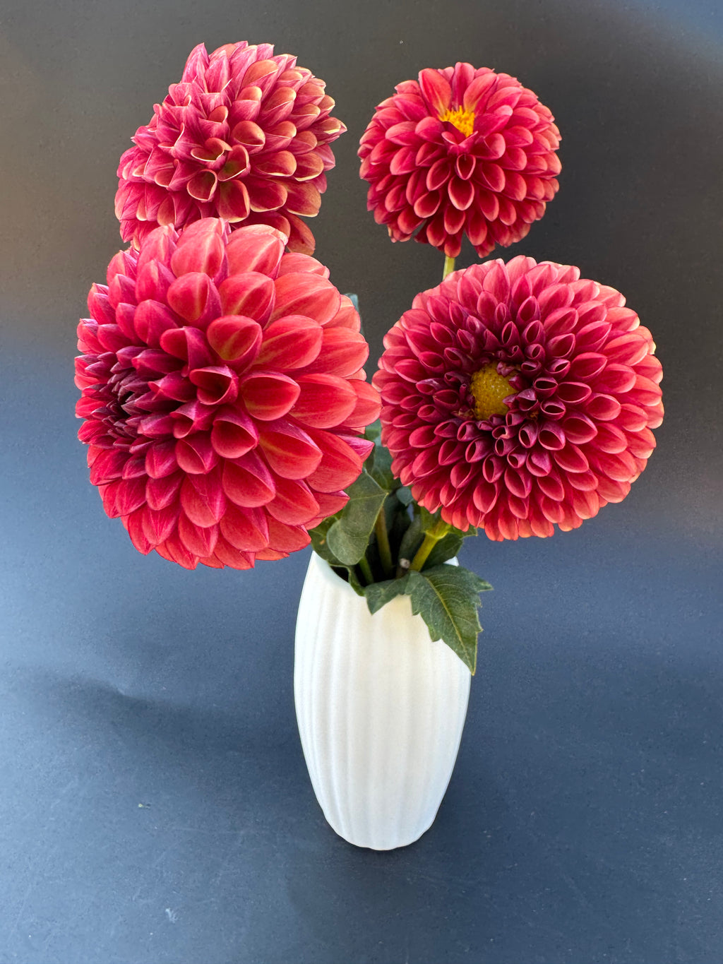 Copper Boy - Dahlia