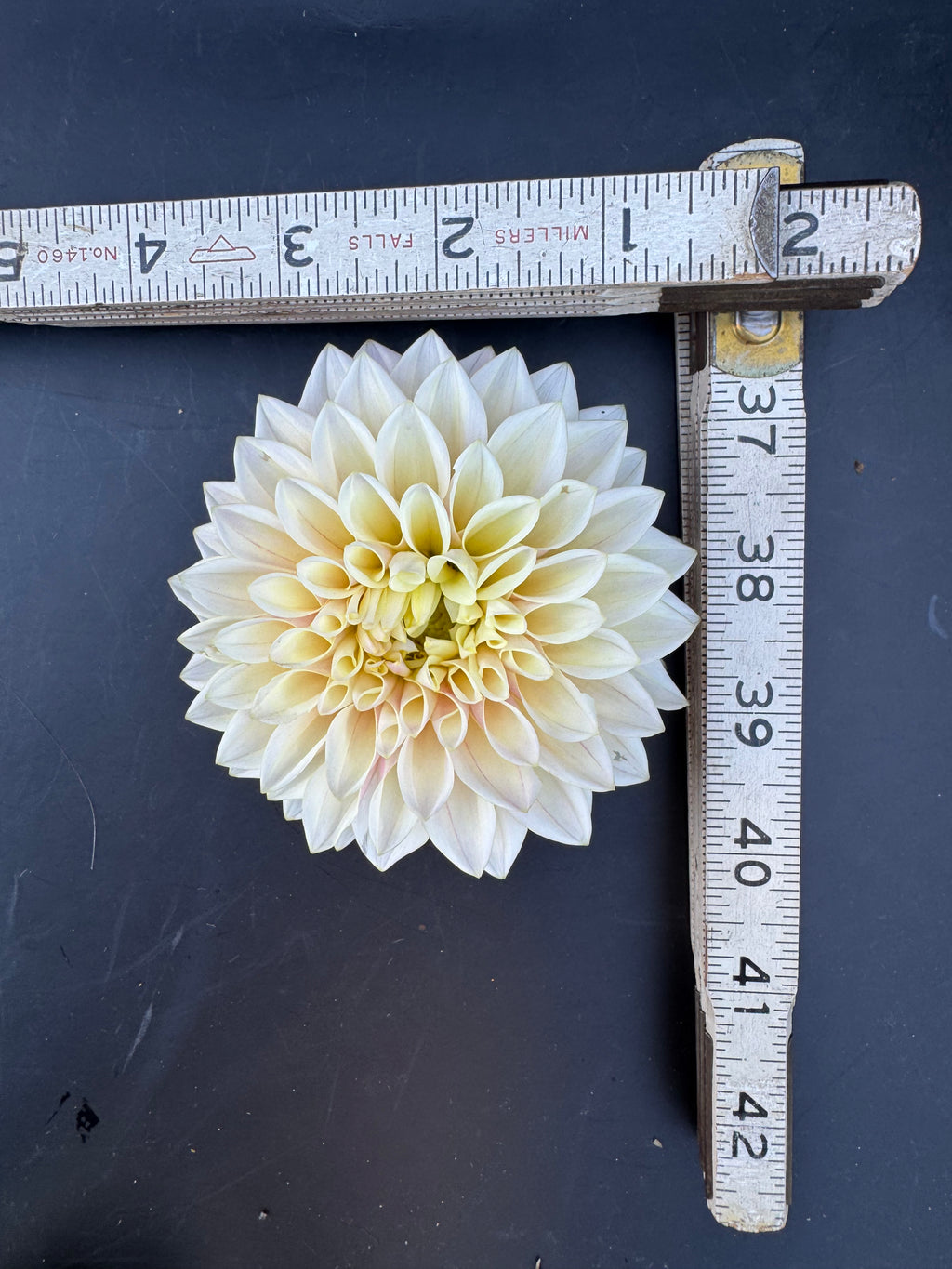 Coralie - Dahlia