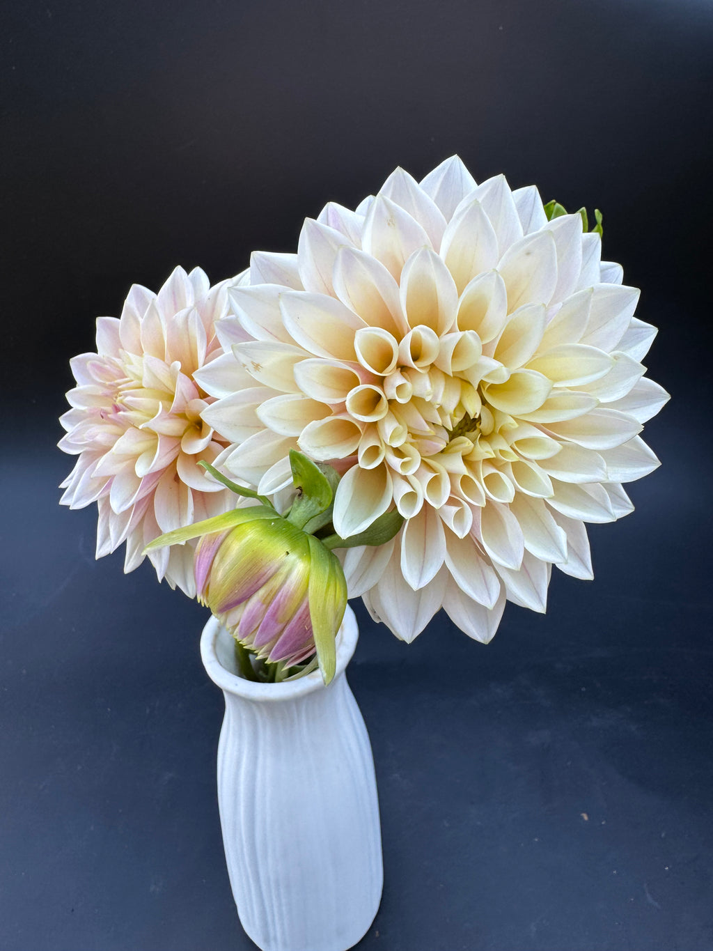 Coralie - Dahlia