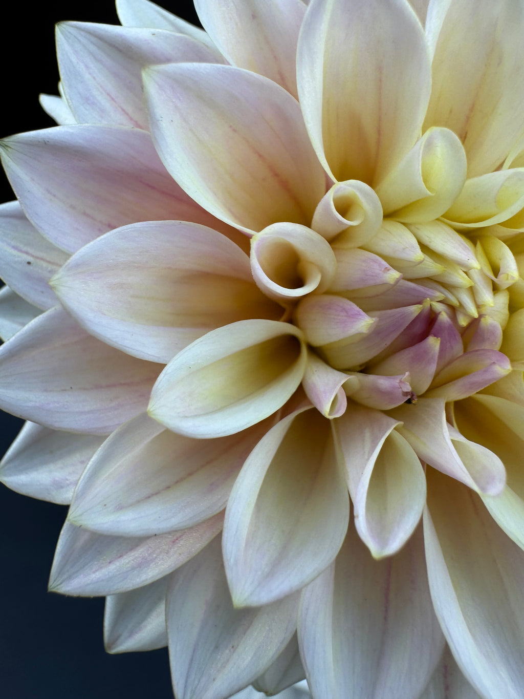 Coralie - Dahlia