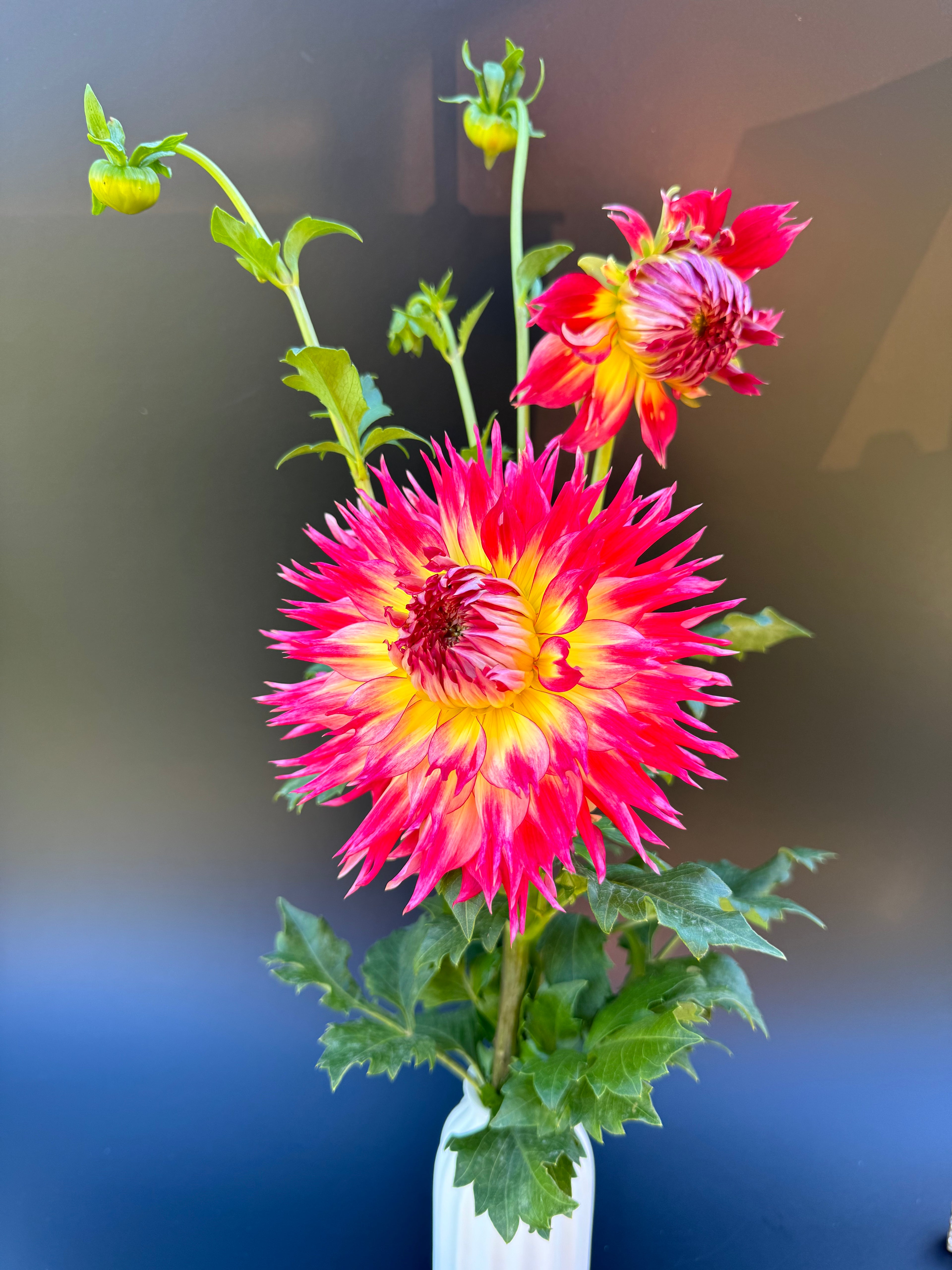 Coriallo Furioso - Dahlia