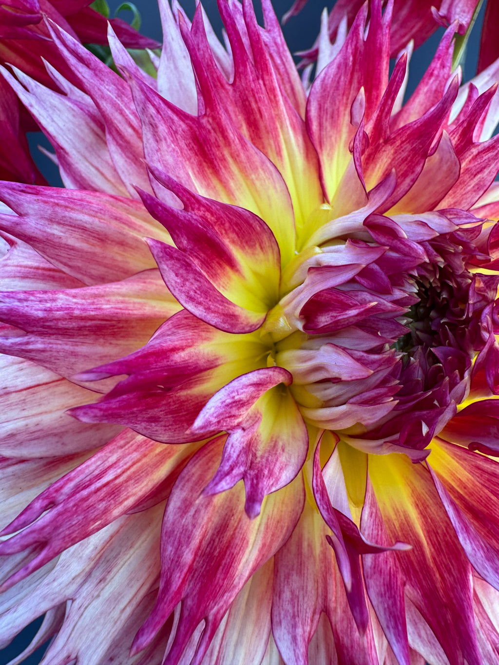 Coriallo Furioso - Dahlia