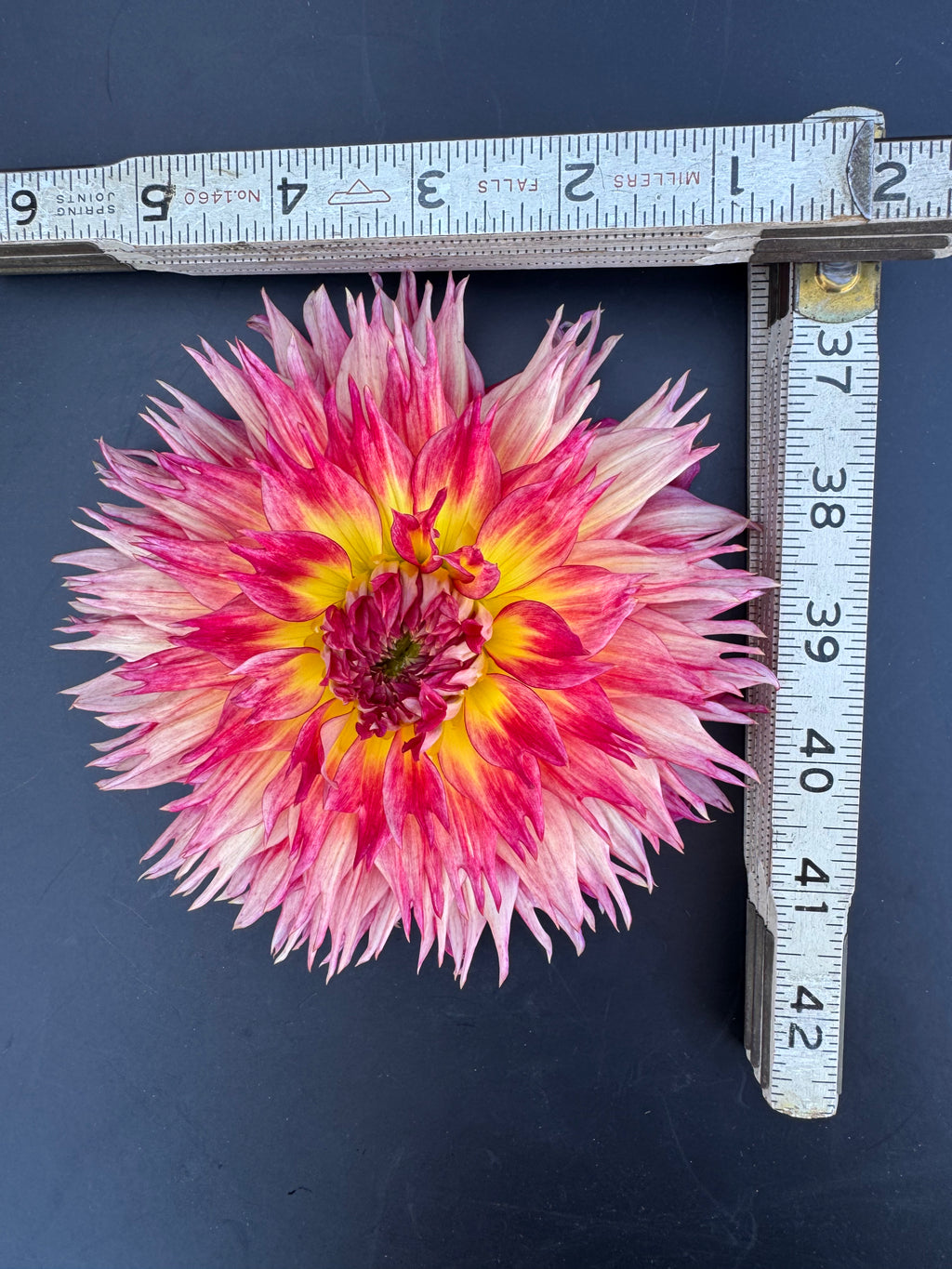 Coriallo Furioso - Dahlia