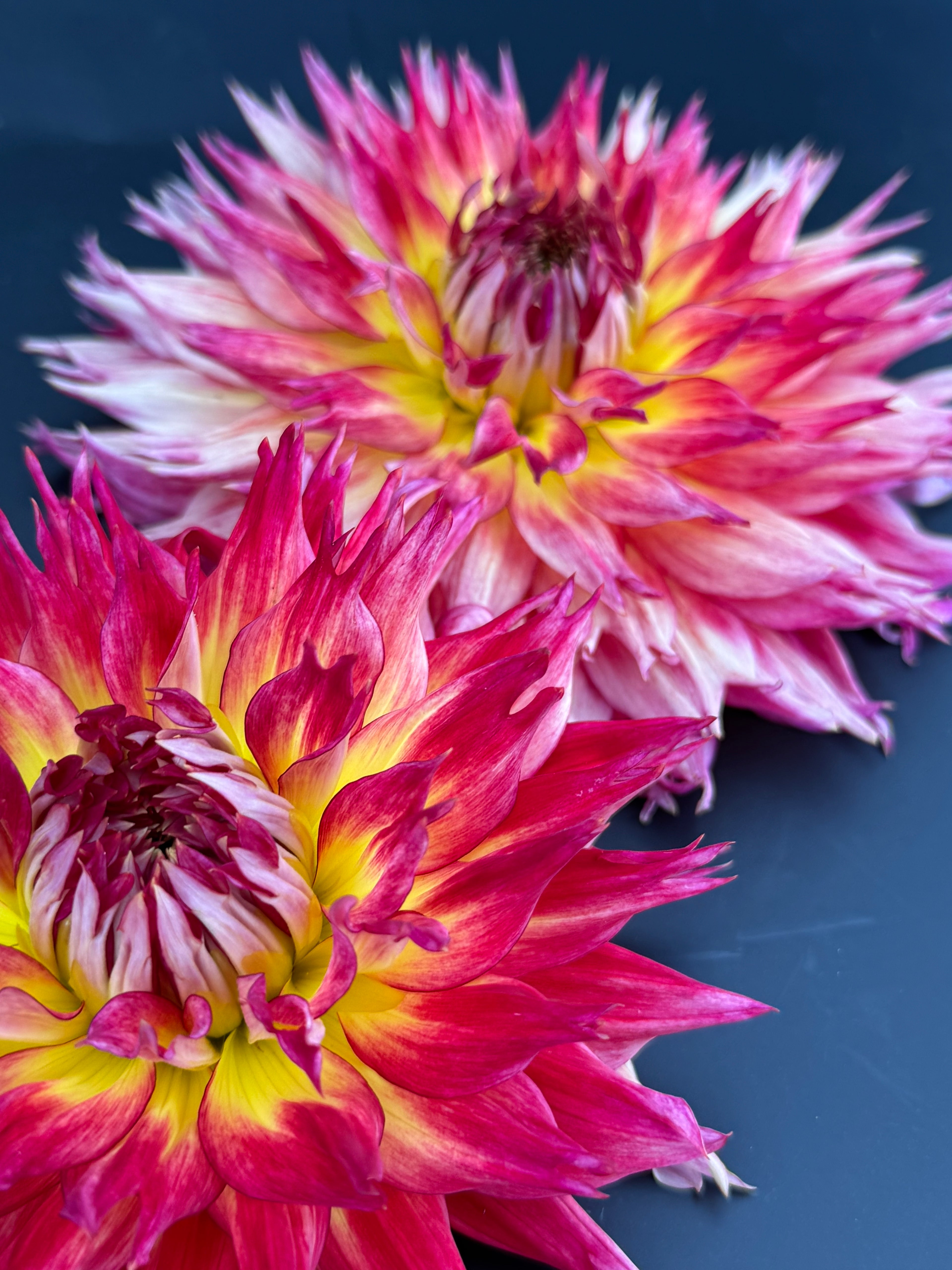 Coriallo Furioso - Dahlia