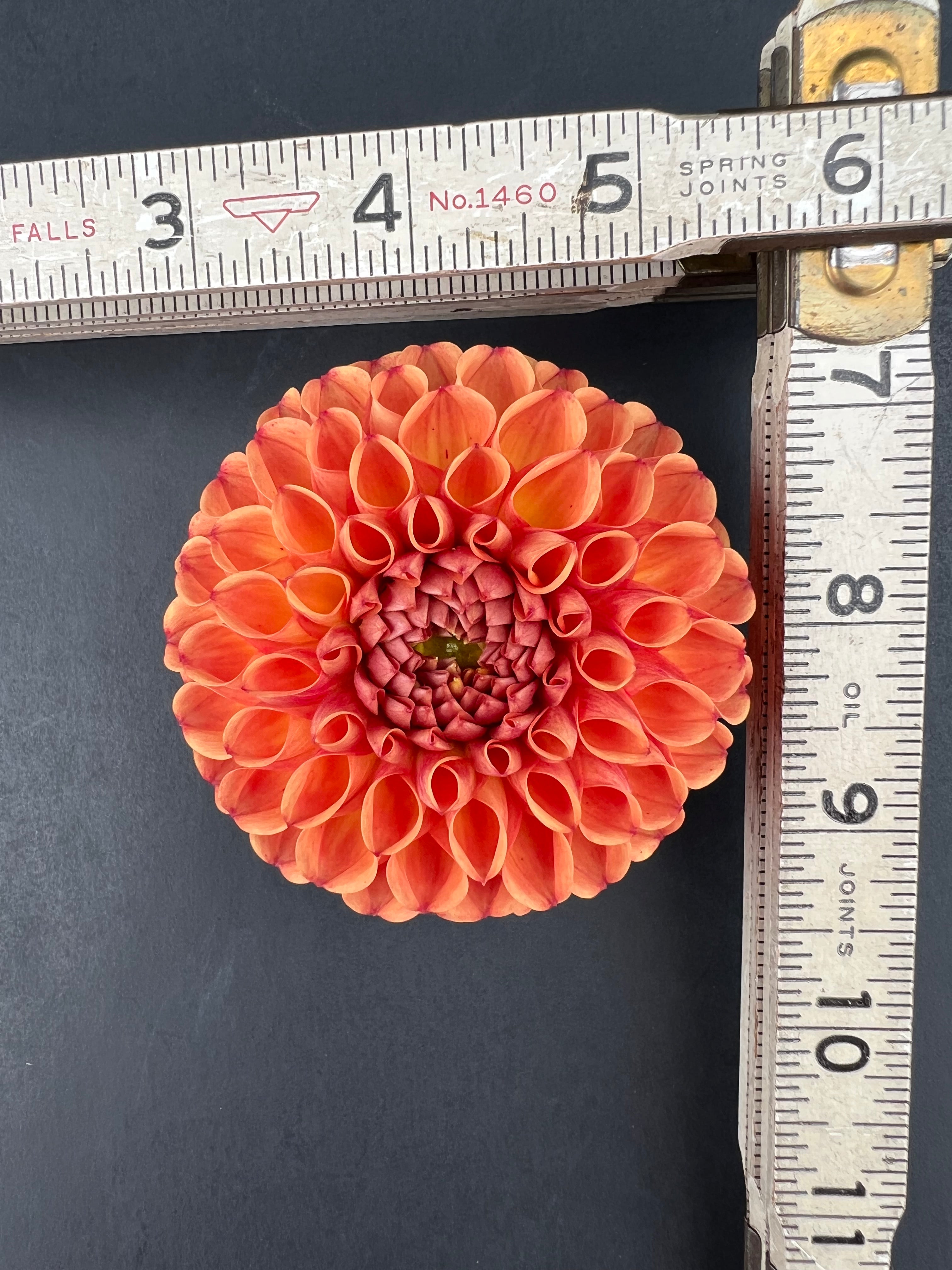 cornel bronze dahlia bloom with vibrant bronze petals, grown from high-quality tubers for sale