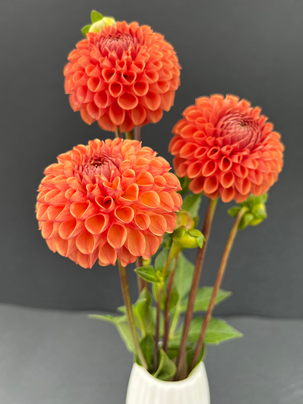 cornel bronze dahlia bloom with vibrant bronze petals, grown from high-quality tubers for sale
