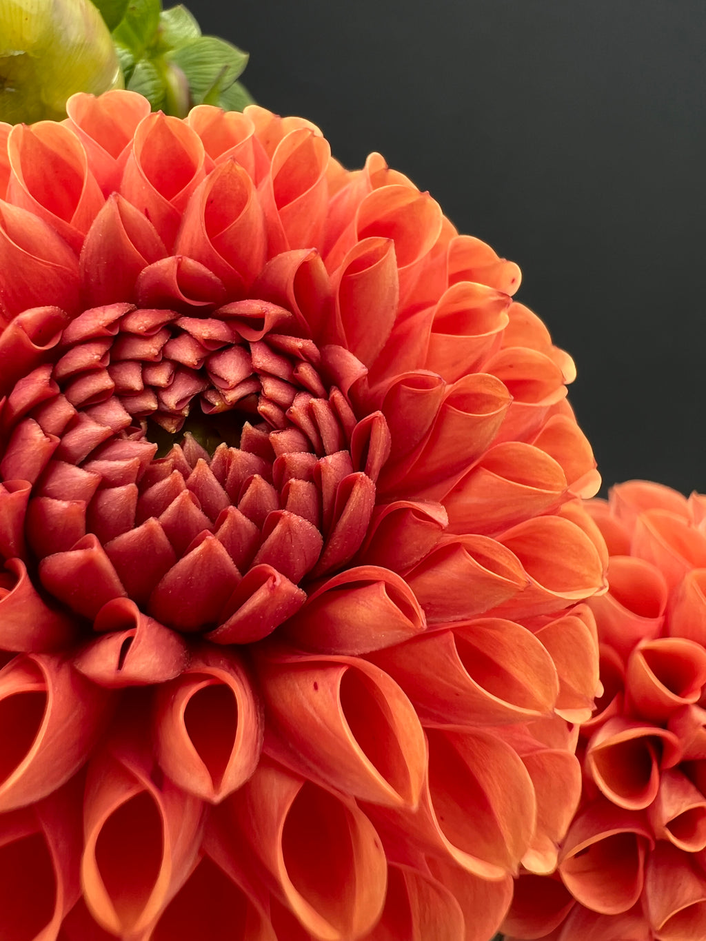 cornel bronze dahlia bloom with vibrant bronze petals, grown from high-quality tubers for sale