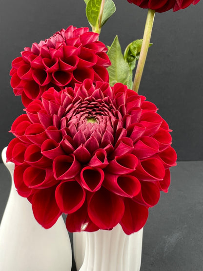 cornel dahlia bloom with vibrant red-maroon petals, grown from high-quality tubers for sale