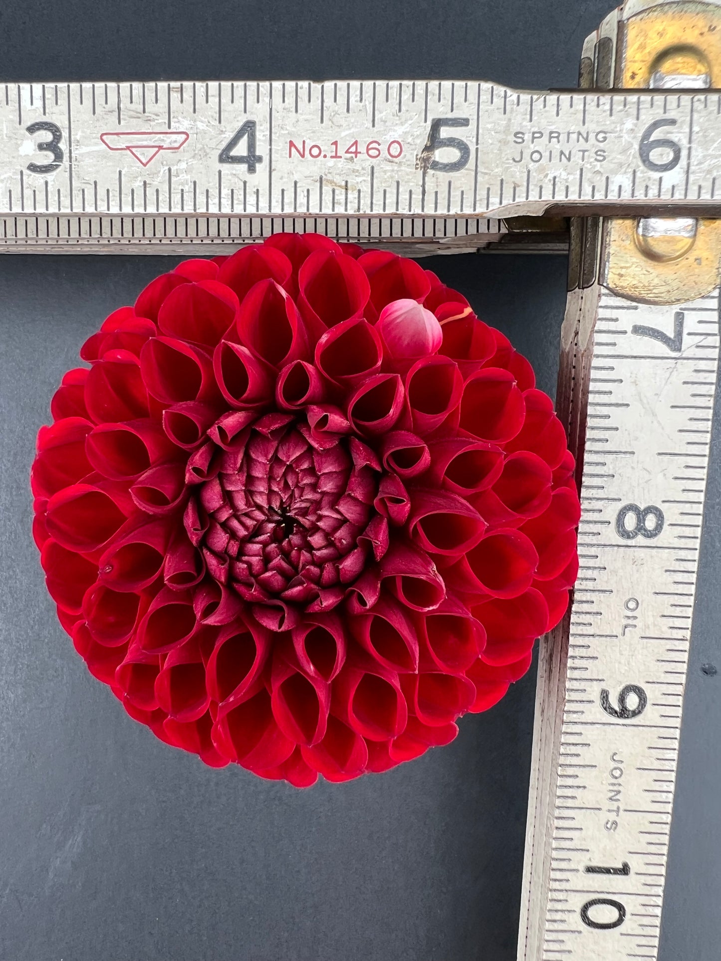 cornel dahlia bloom with vibrant red-maroon petals, grown from high-quality tubers for sale