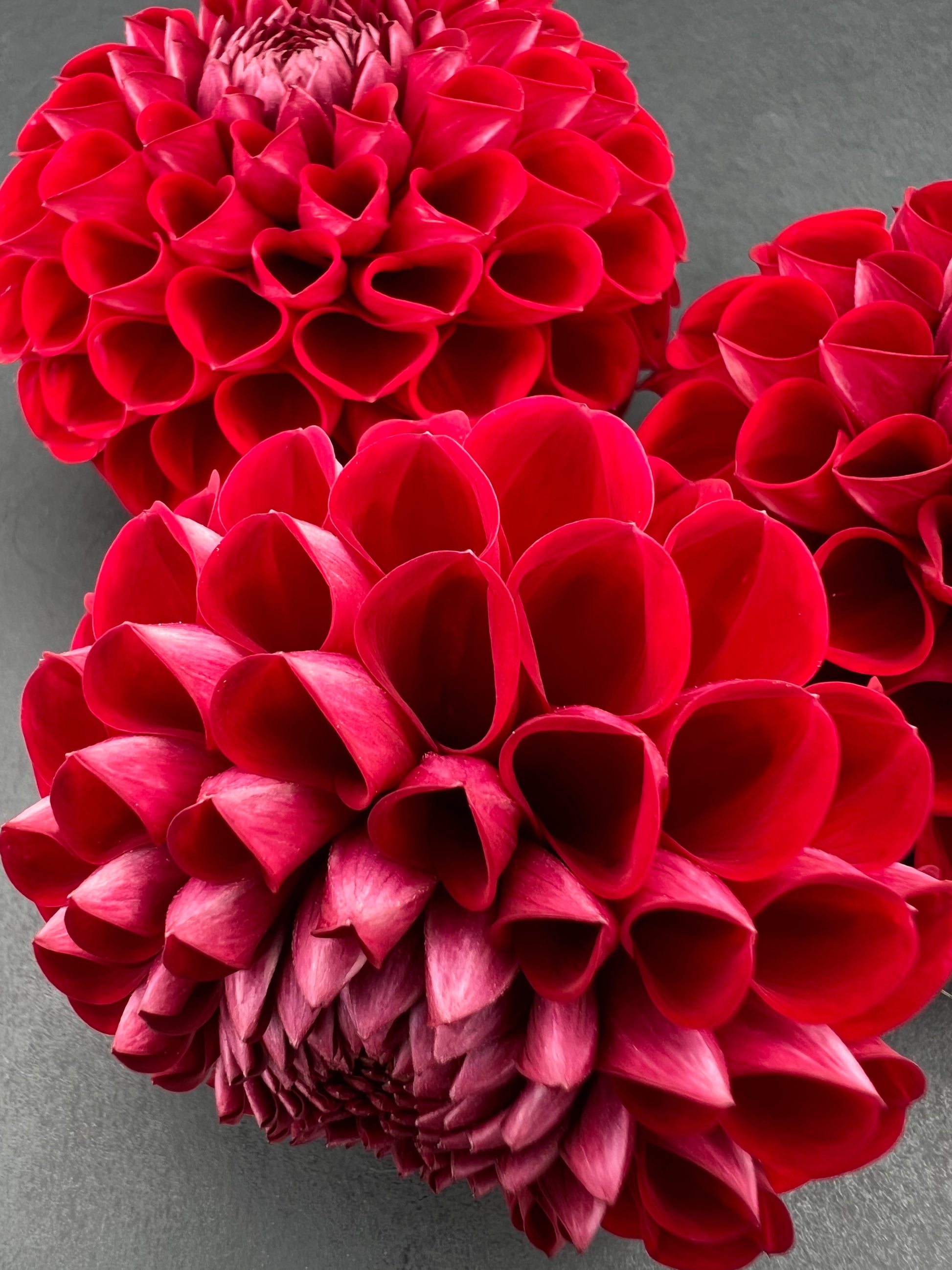 cornel dahlia bloom with vibrant red-maroon petals, grown from high-quality tubers for sale