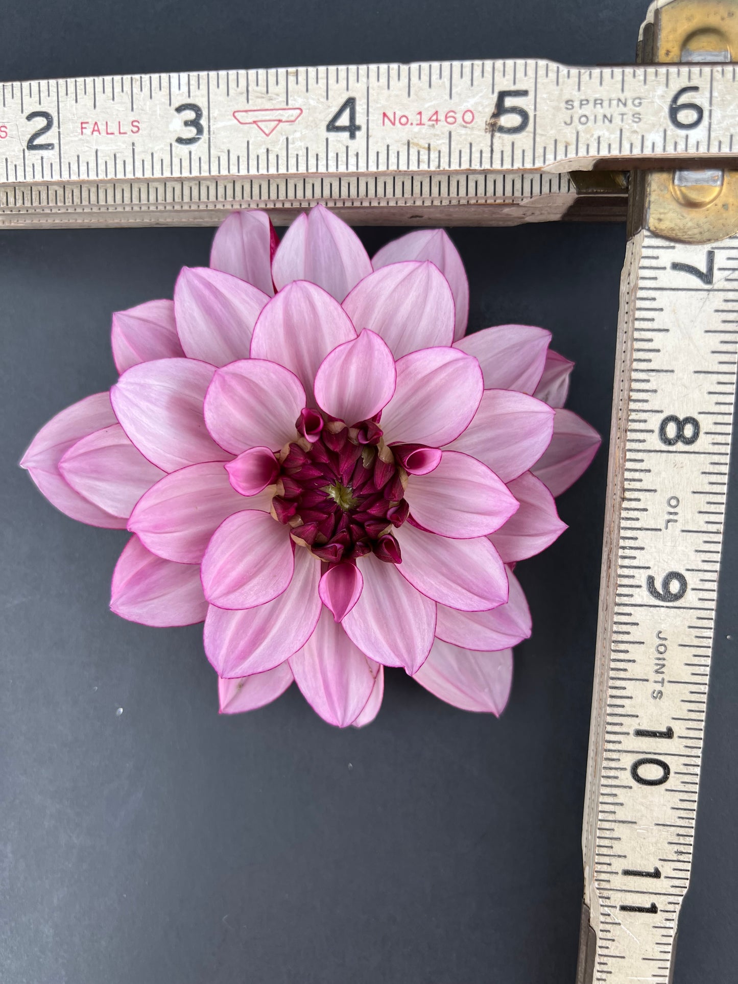 creme de cassis dahlia bloom with vibrant purple petals, grown from high-quality tubers for sale