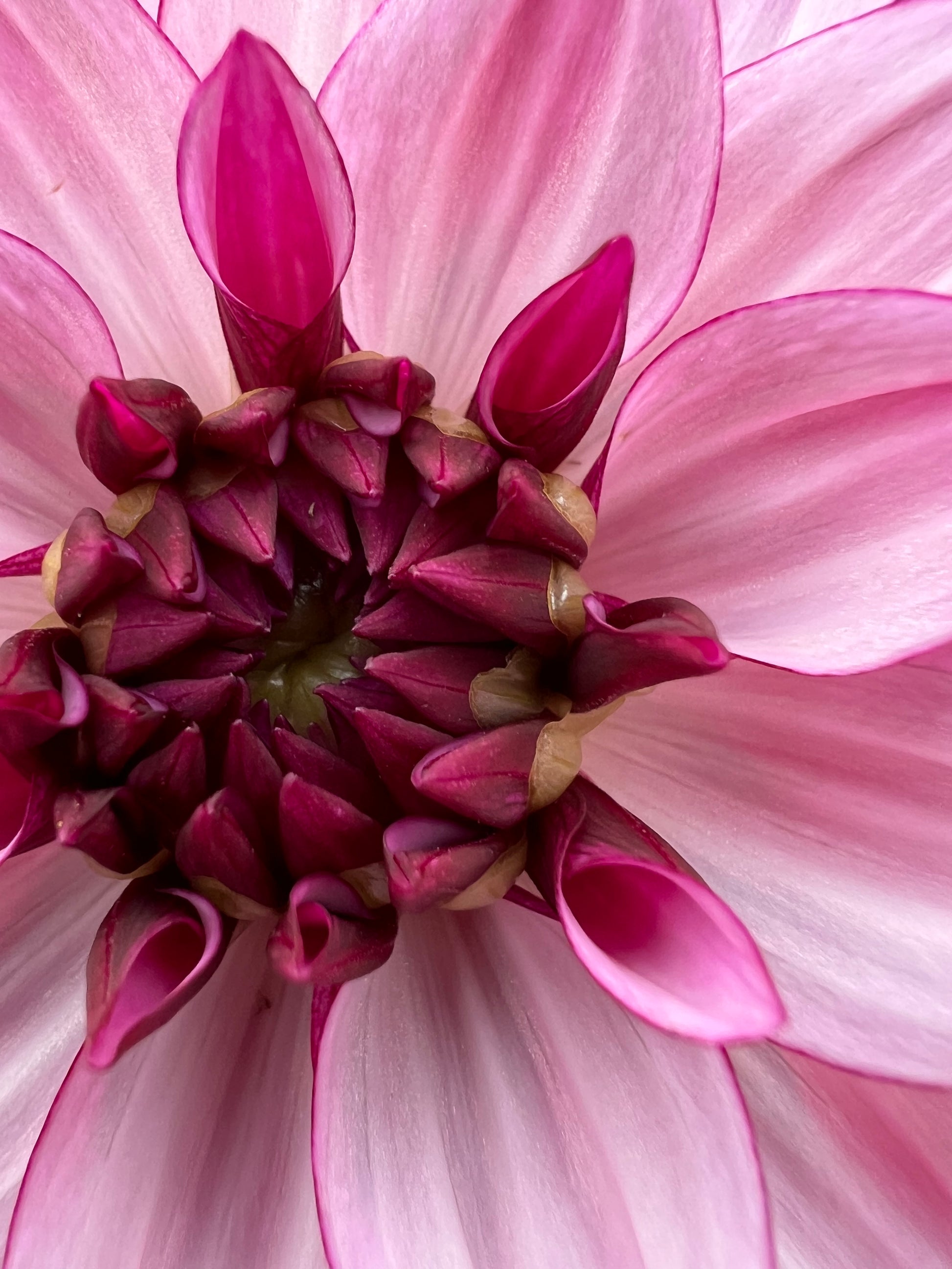 creme de cassis dahlia bloom with vibrant purple petals, grown from high-quality tubers for sale