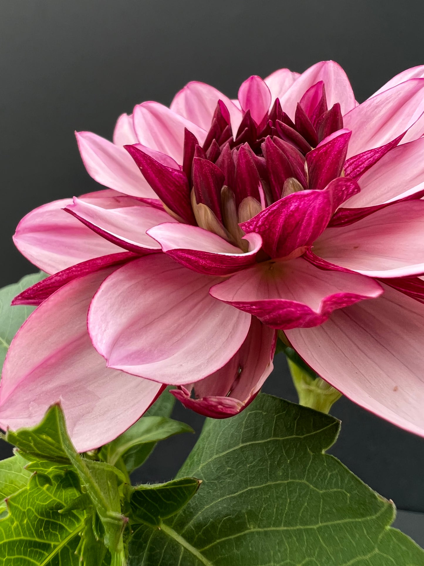 creme de cassis dahlia bloom with vibrant purple petals, grown from high-quality tubers for sale