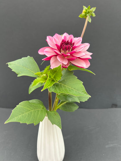 creme de cassis dahlia bloom with vibrant purple petals, grown from high-quality tubers for sale