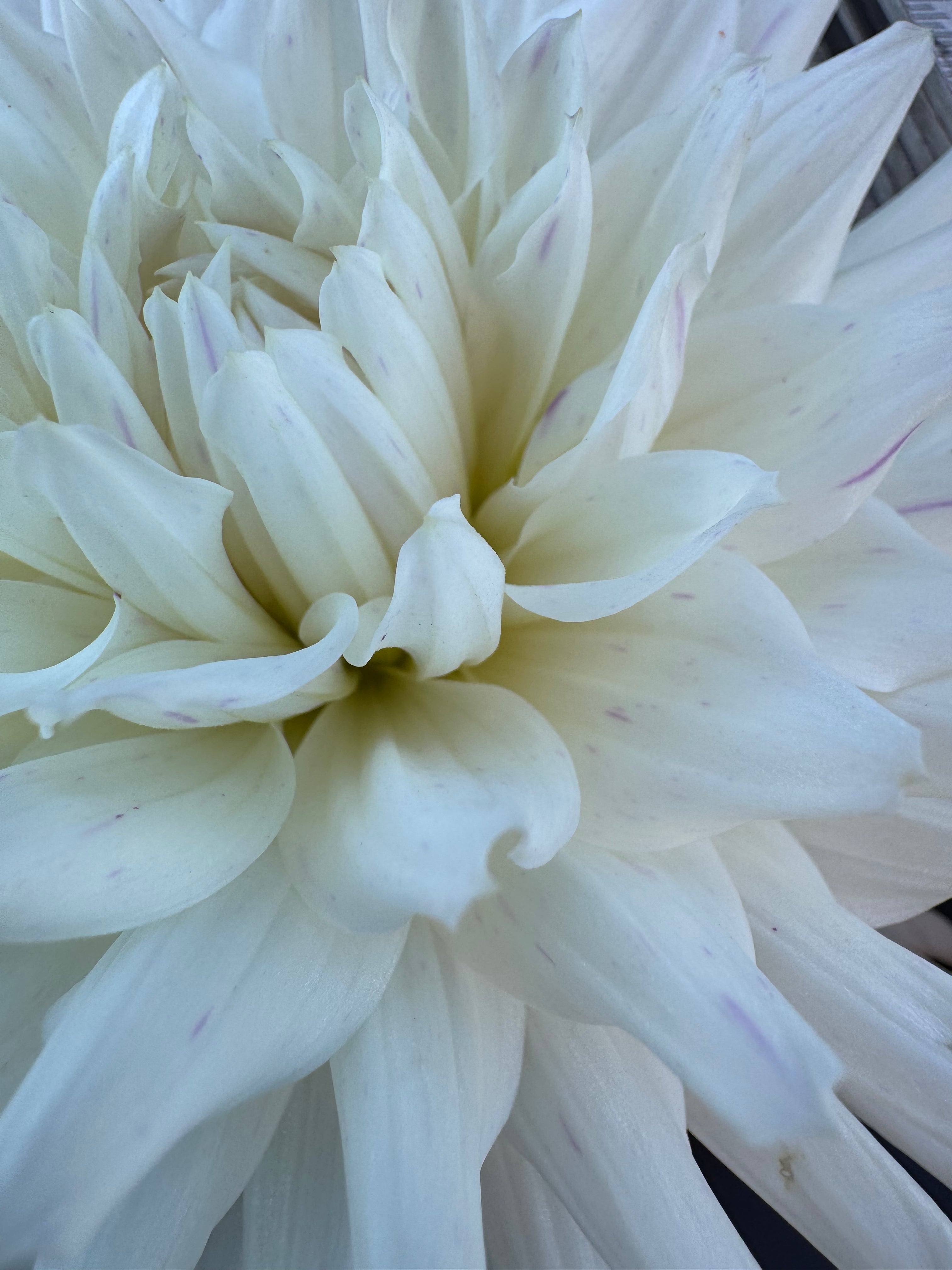 Crimson Snow - Dahlia