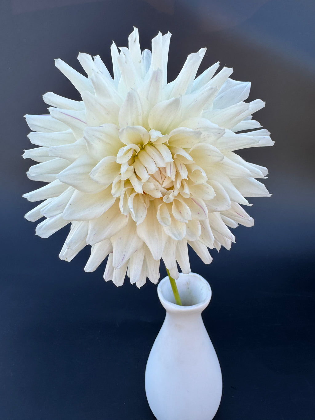 Crimson Snow - Dahlia