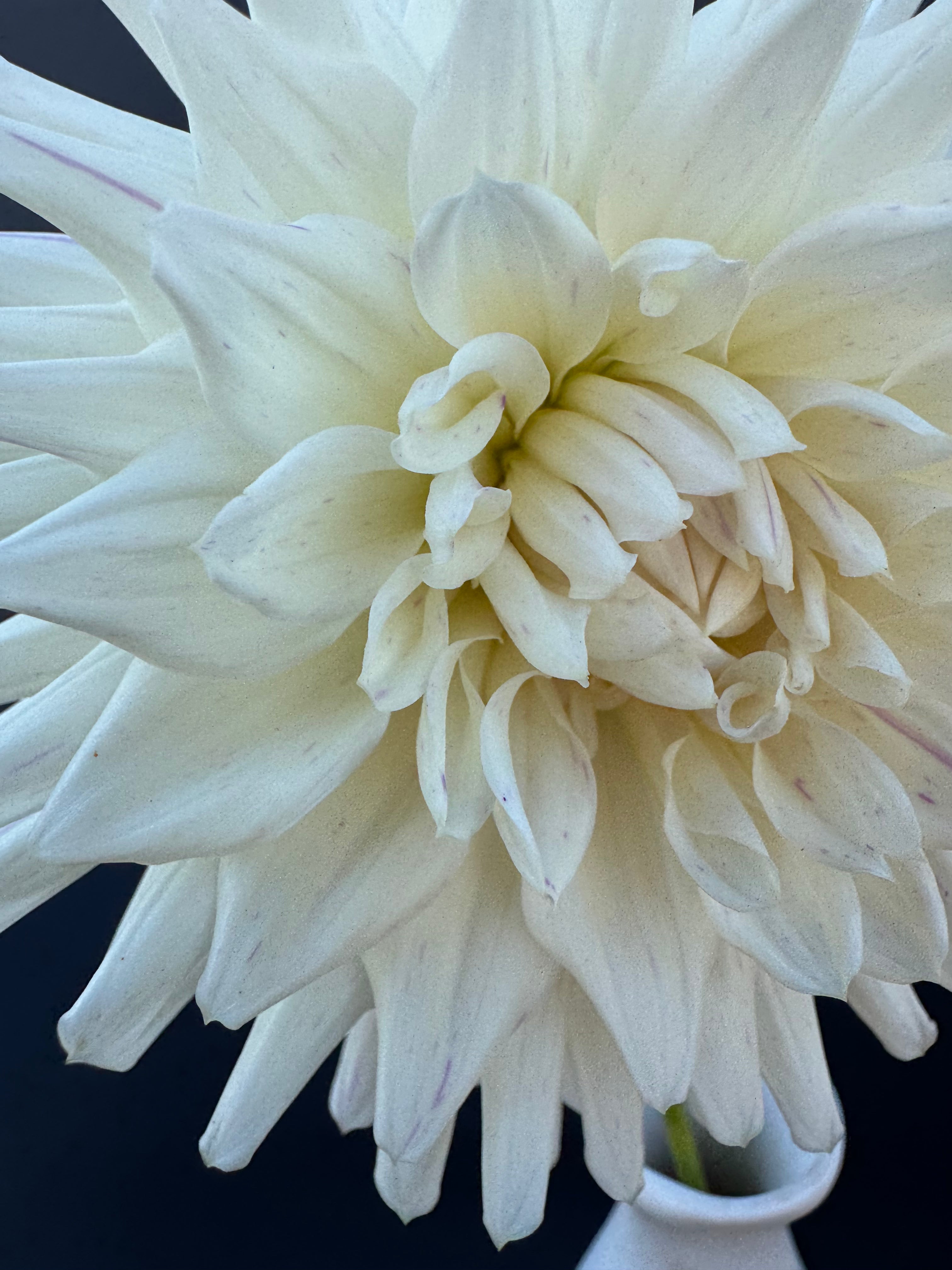 Crimson Snow - Dahlia