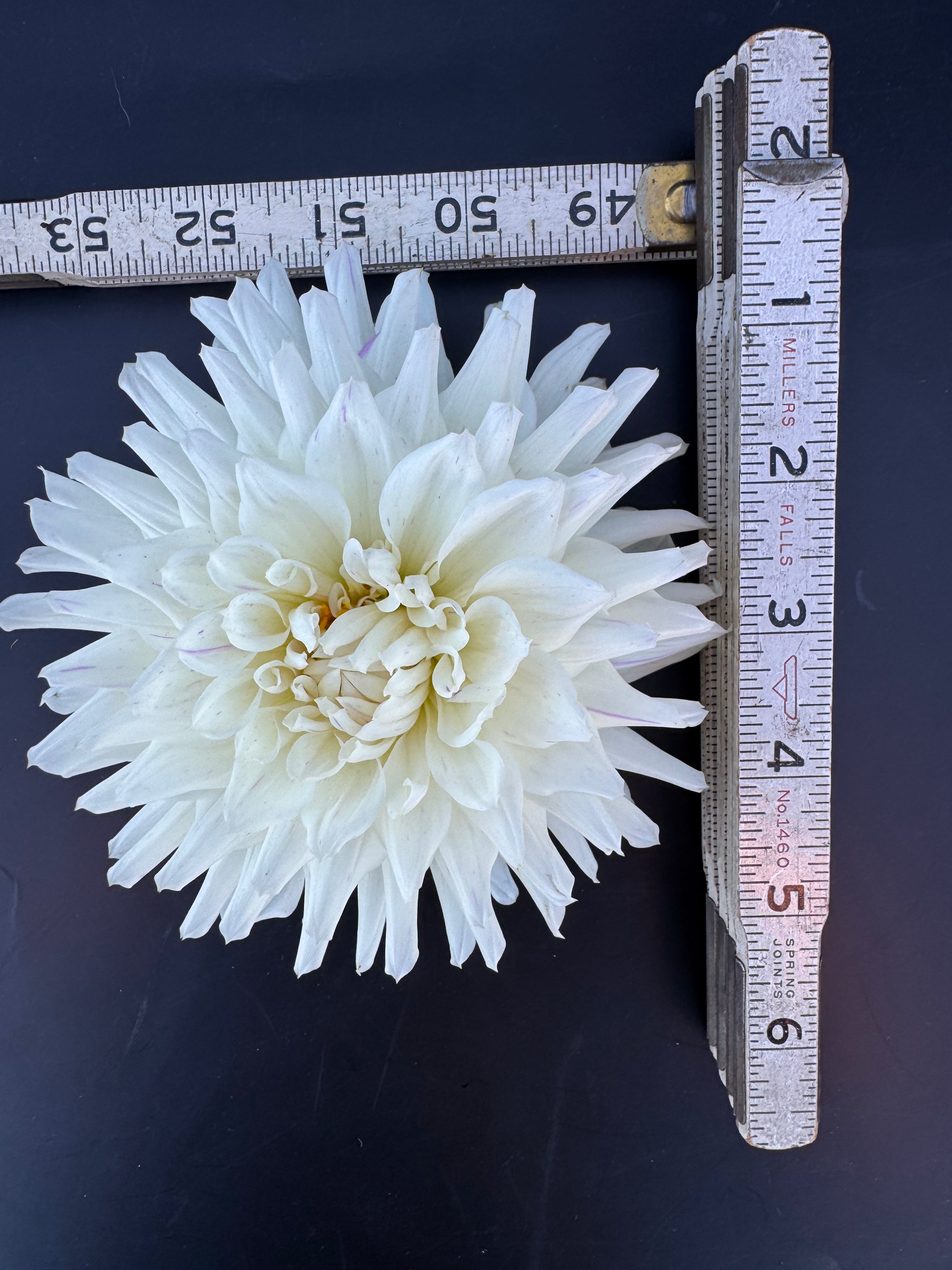 Crimson Snow - Dahlia